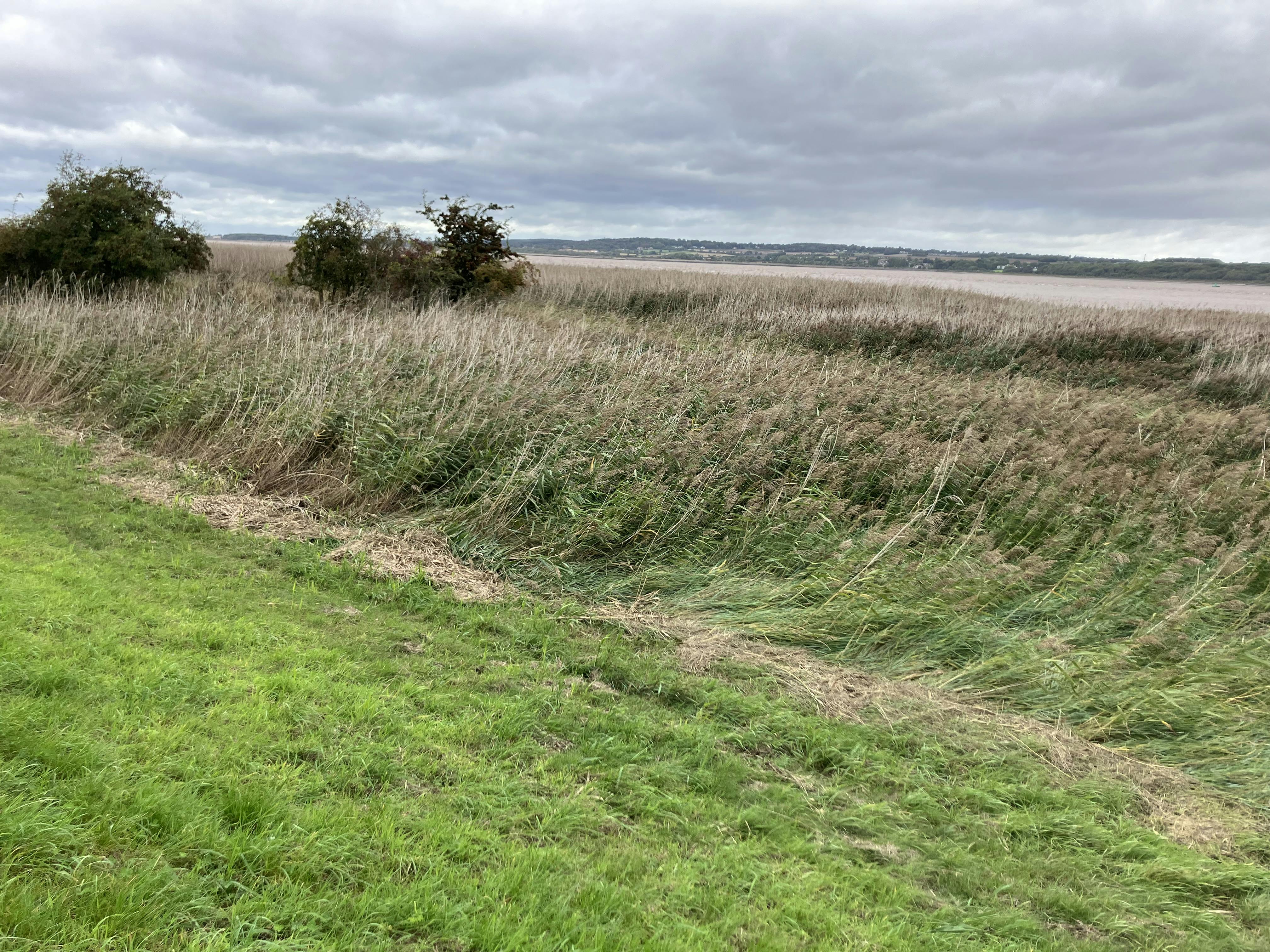 Photo of a natural landscape featuring tall grasses and reeds in the foreground, with scattered bushes and an overcast sky. A body of water and distant landforms are visible in the background, suggesting a wetland or marshland setting.