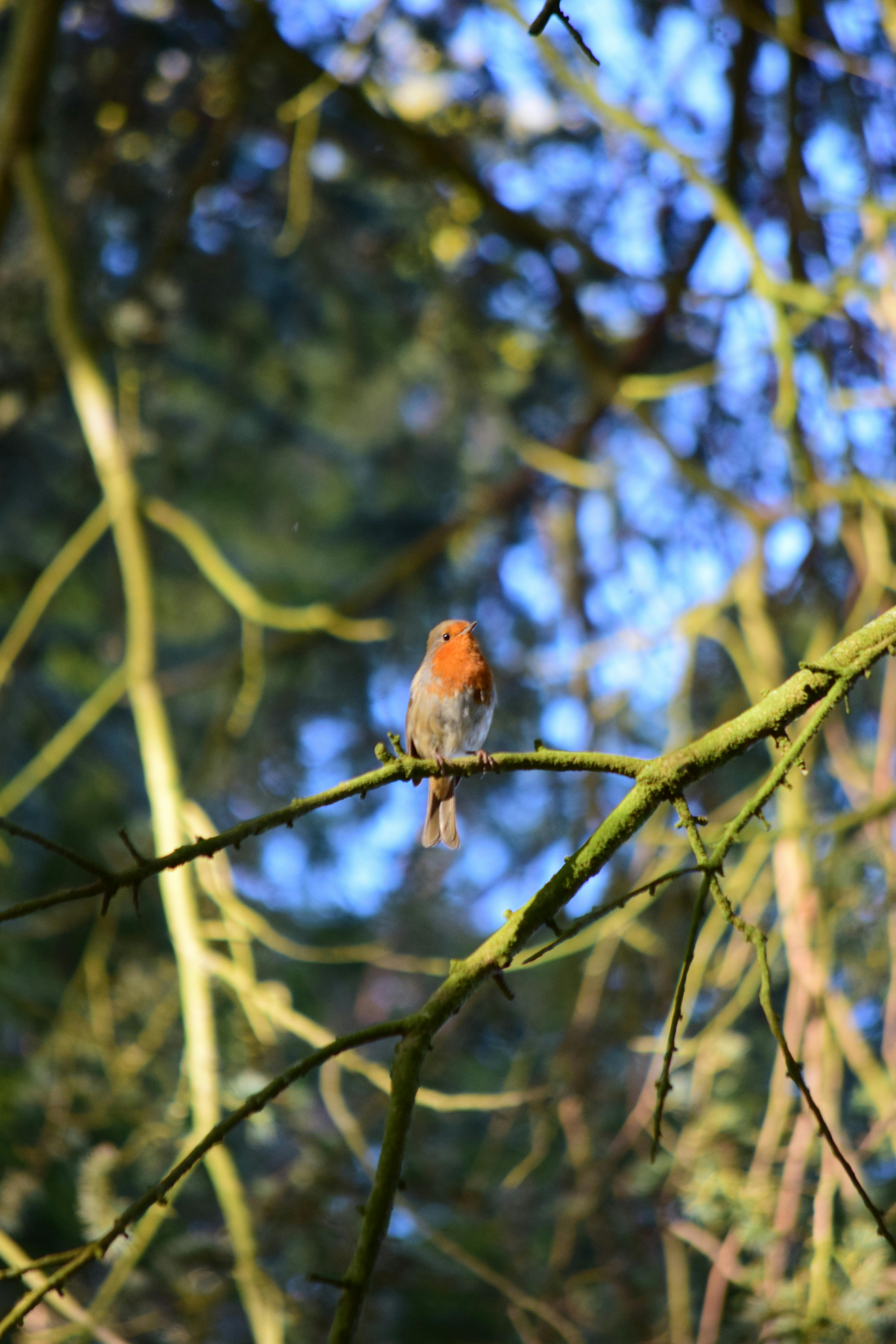 Robin in a tree