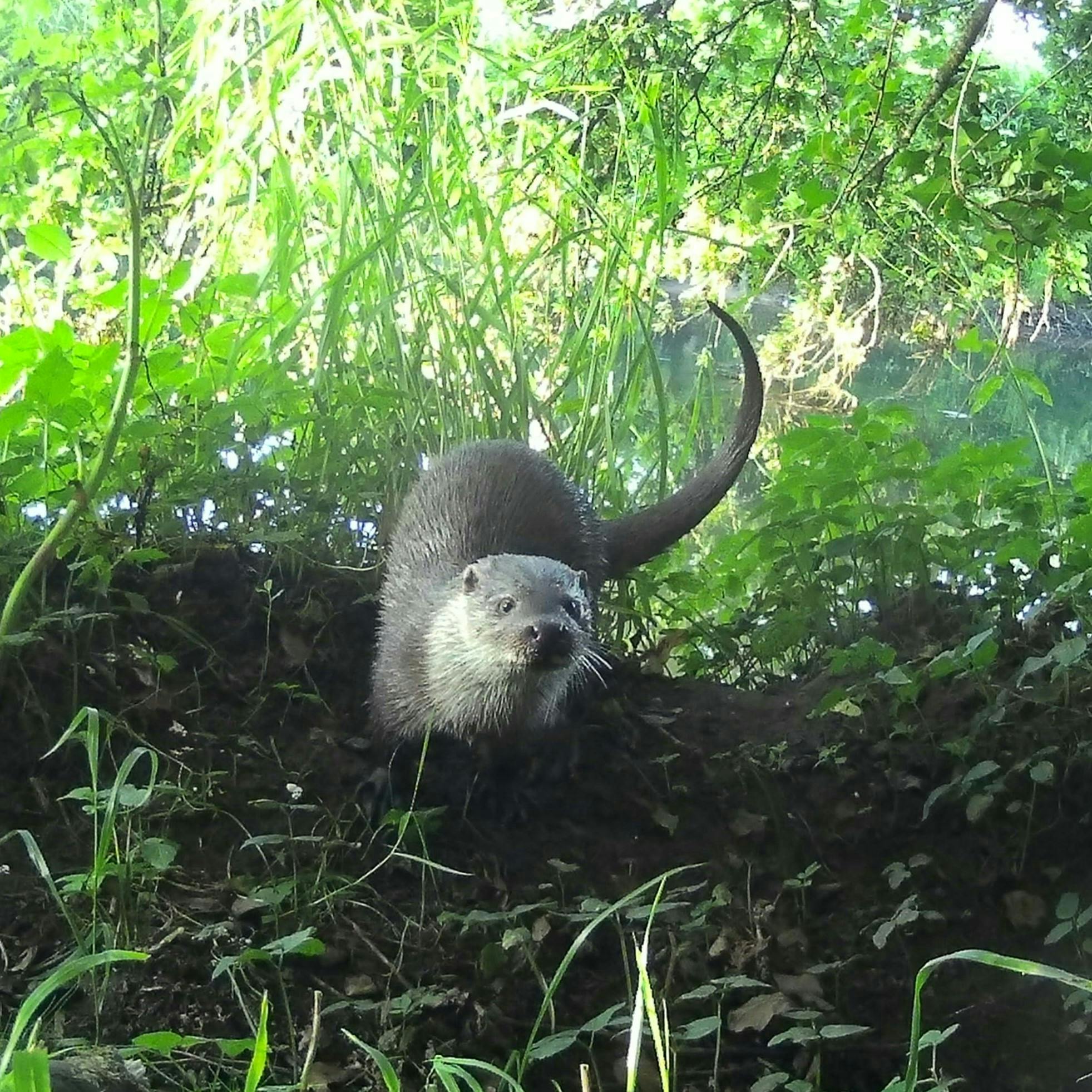 2ffc31d727434d3ad4b66d078da3bdfa_otter on stream.jpg