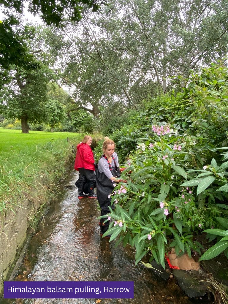 Himalayan balsam pulling Harrow.png