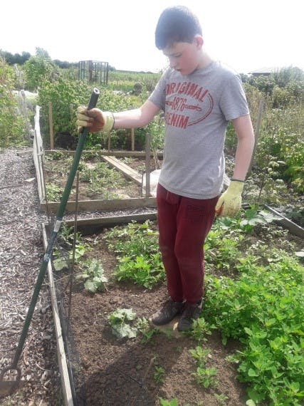 An image of a young carer planting vegetables in an allotment