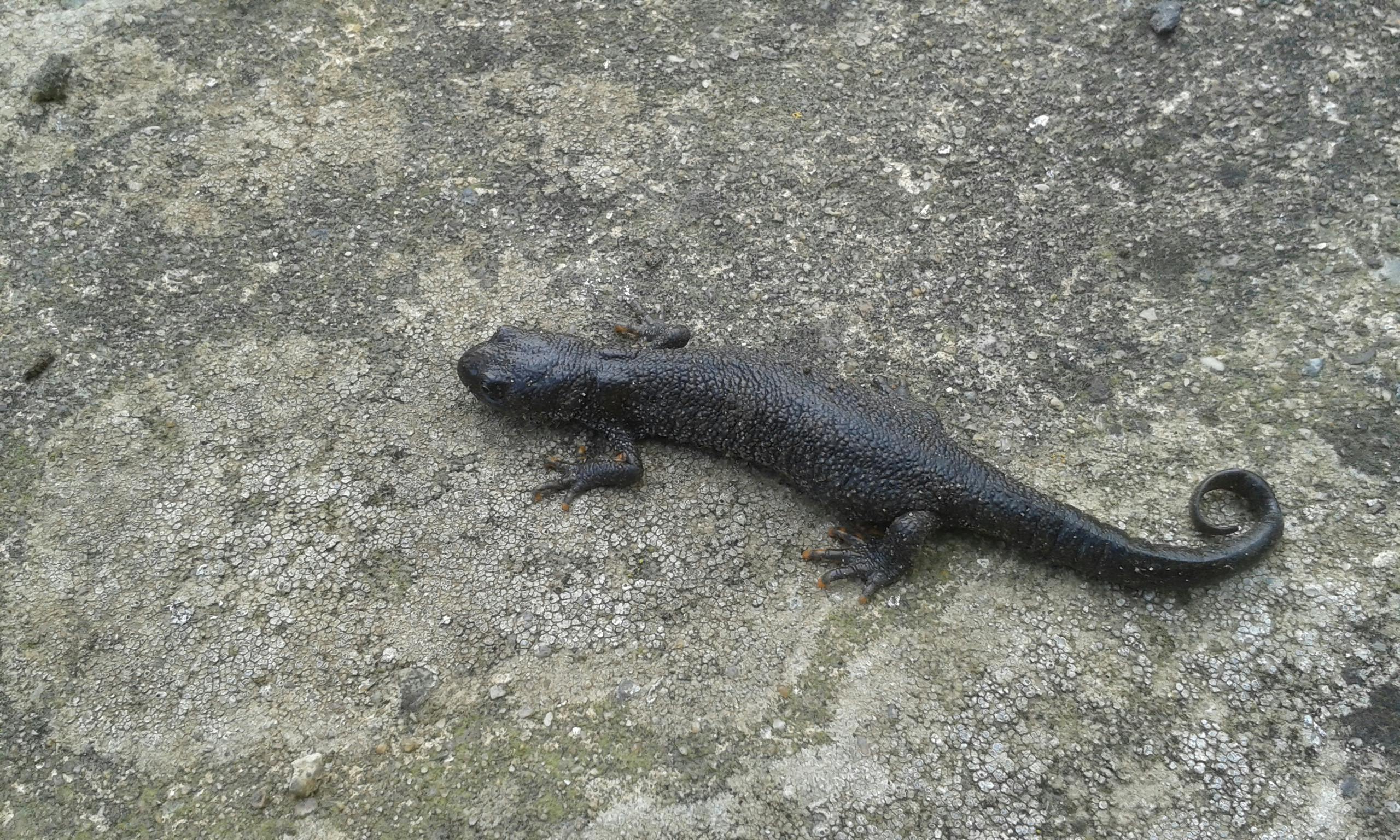 A female Great Crested Newt