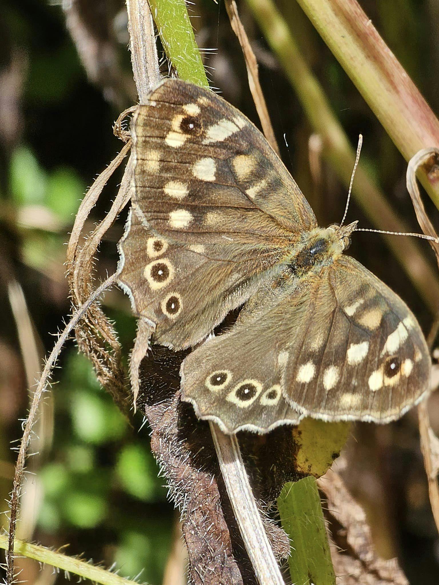 Speckled wood - Pevensey Road Nature Reserve.jpg