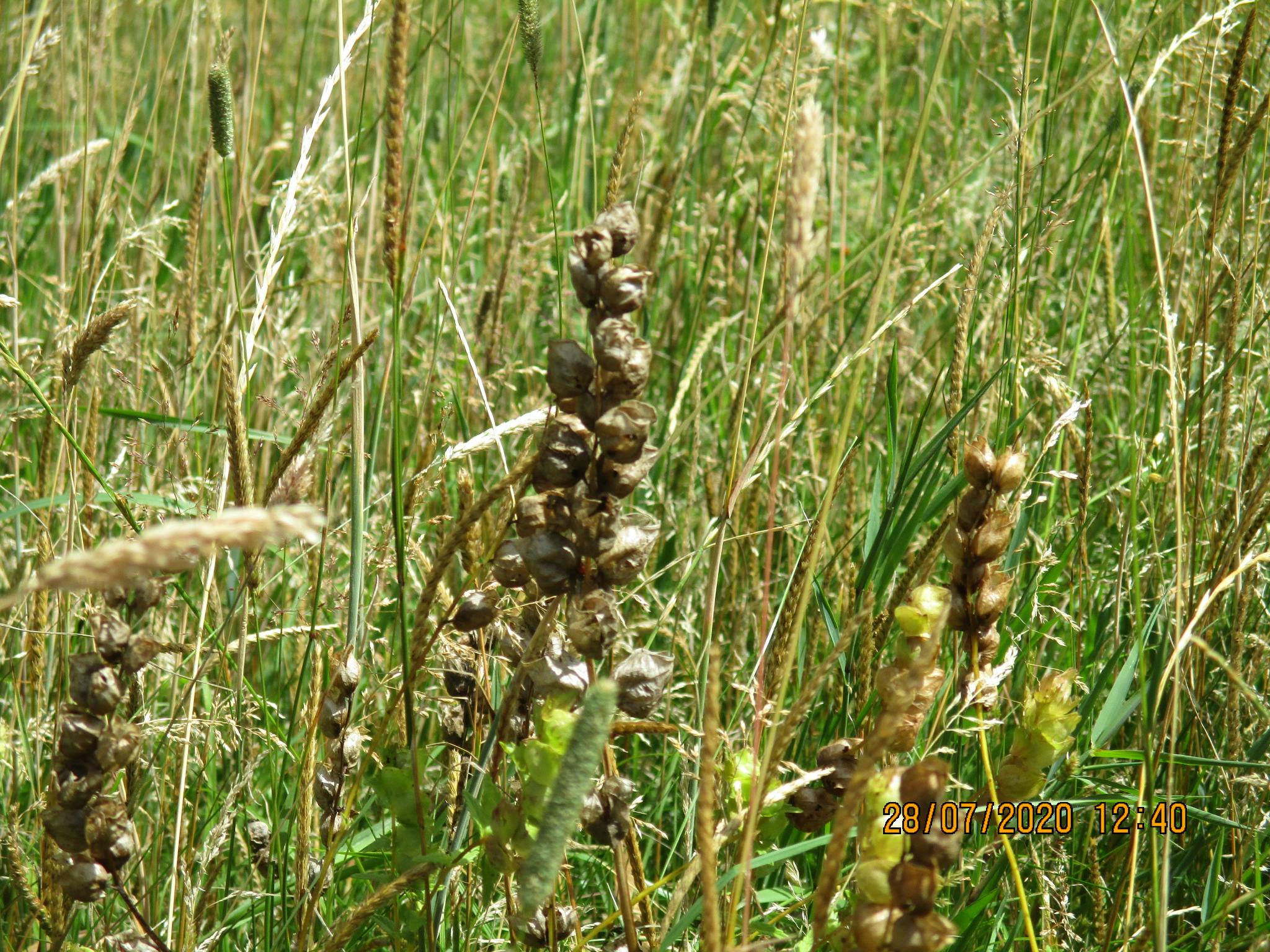 Yellow Rattle.JPG