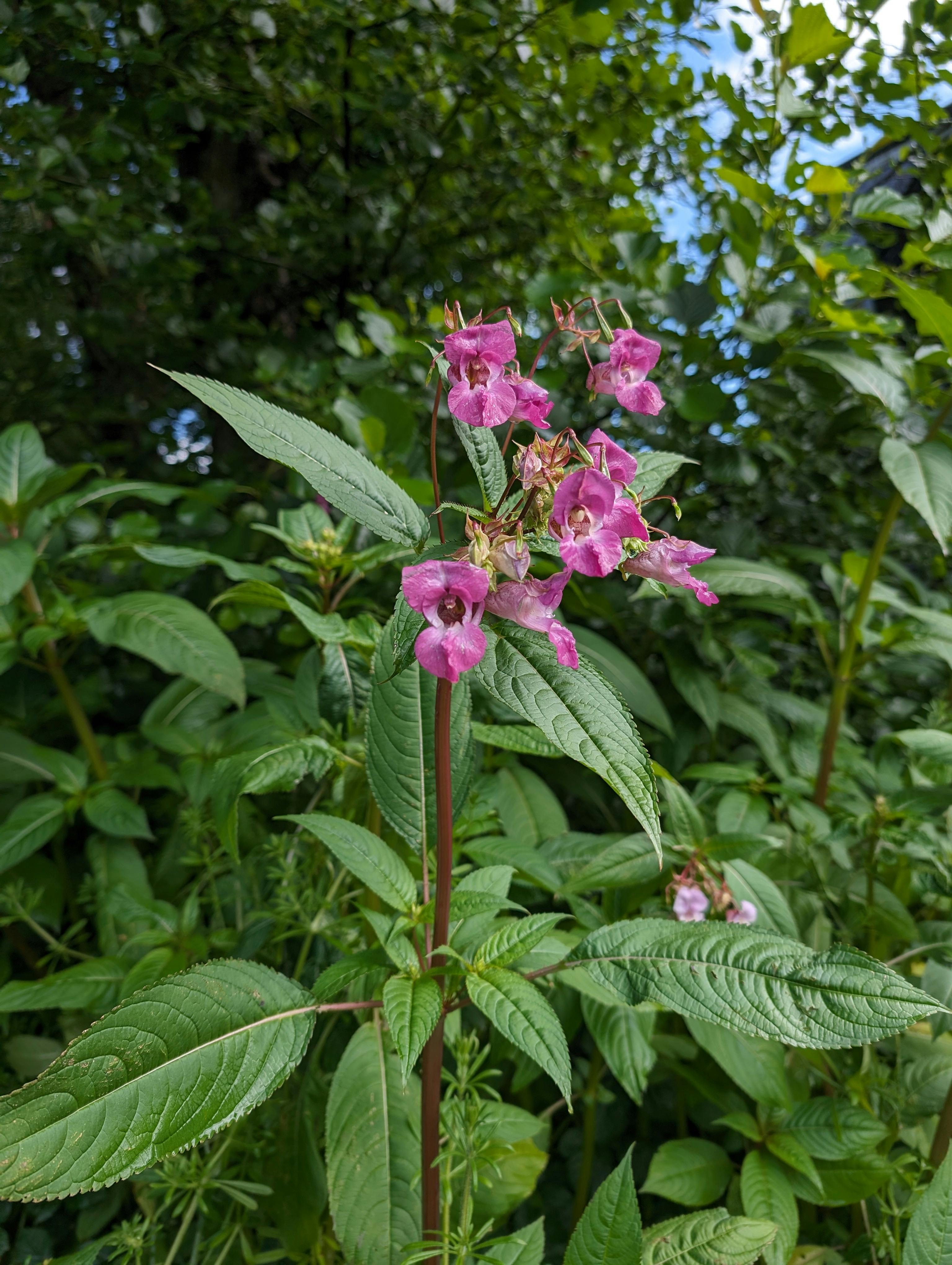 Flower.jpg