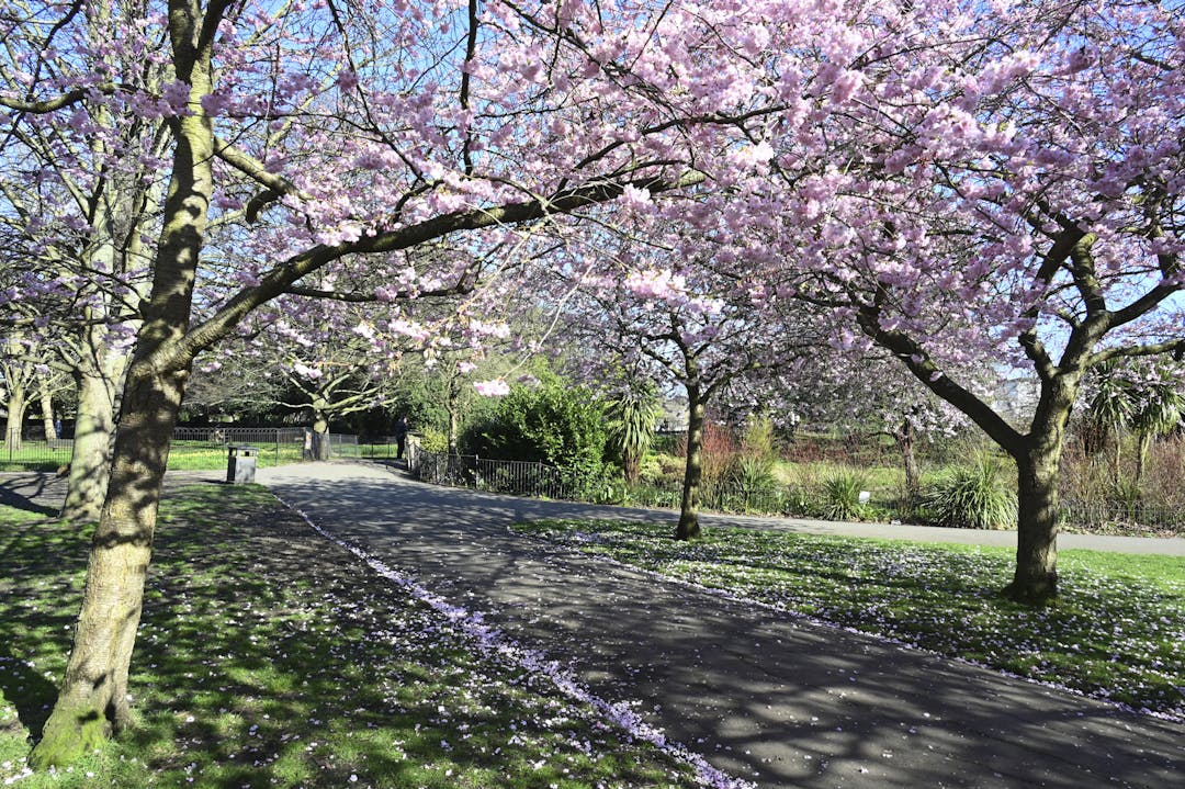 Spring blossom in Ravenscourt Park, Hammersmith