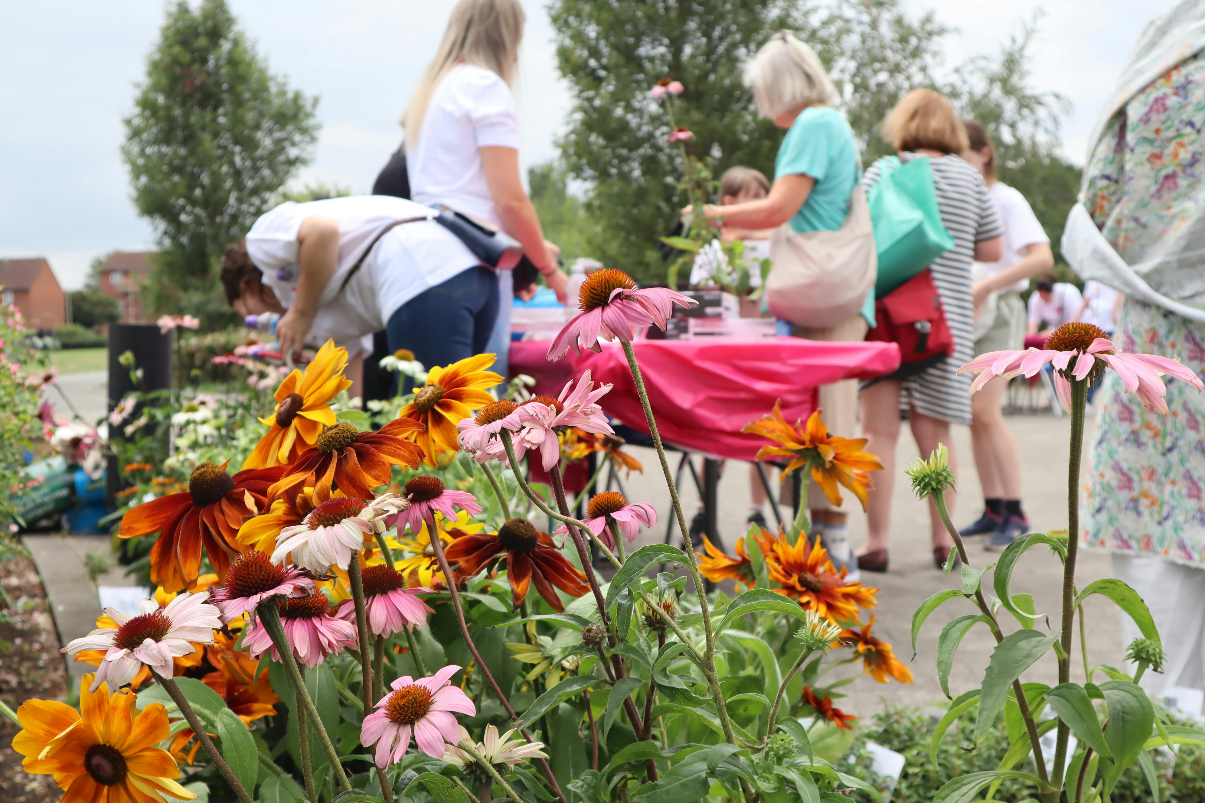 Butts Farm flowers.JPG