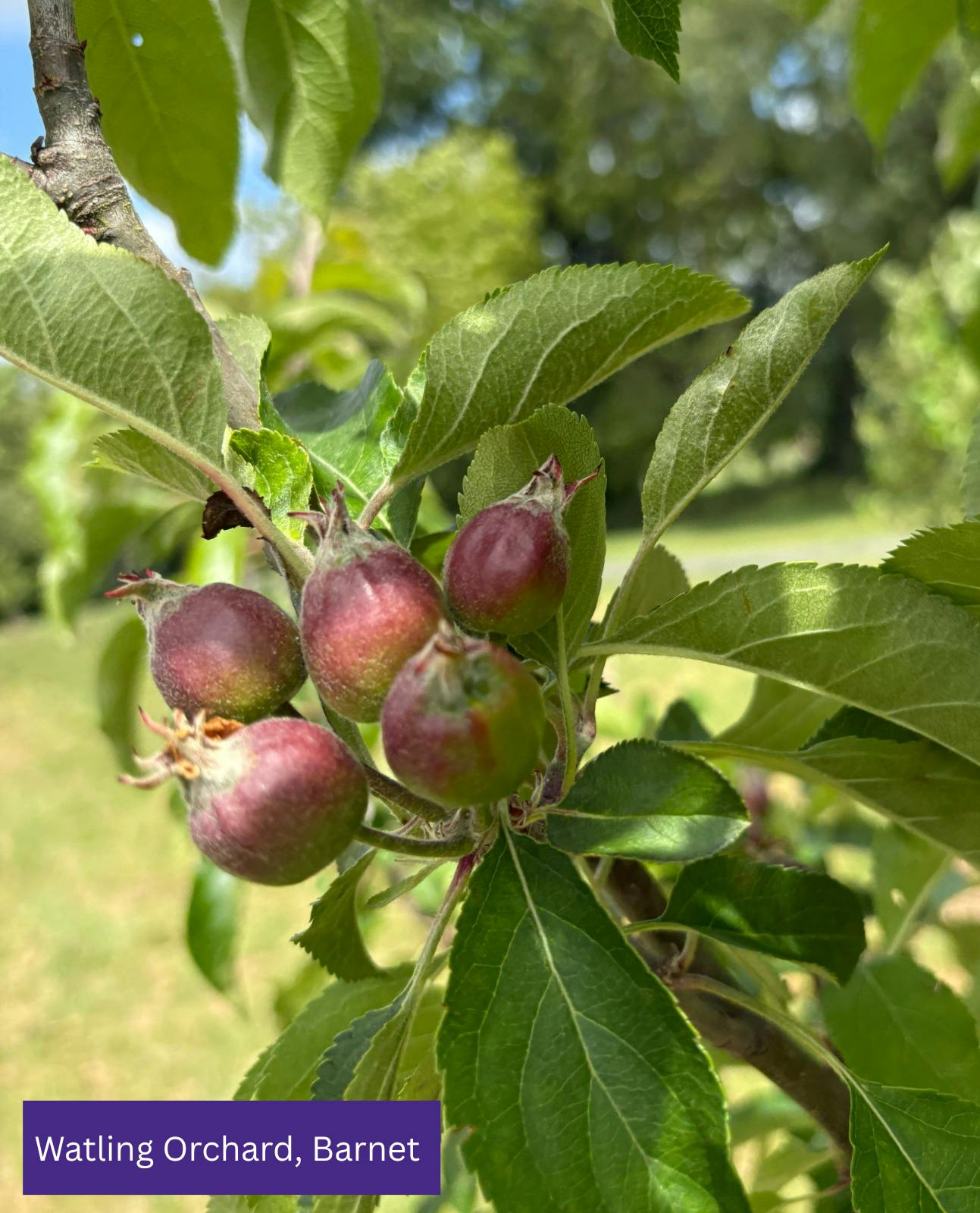Watling Orchard (1).png