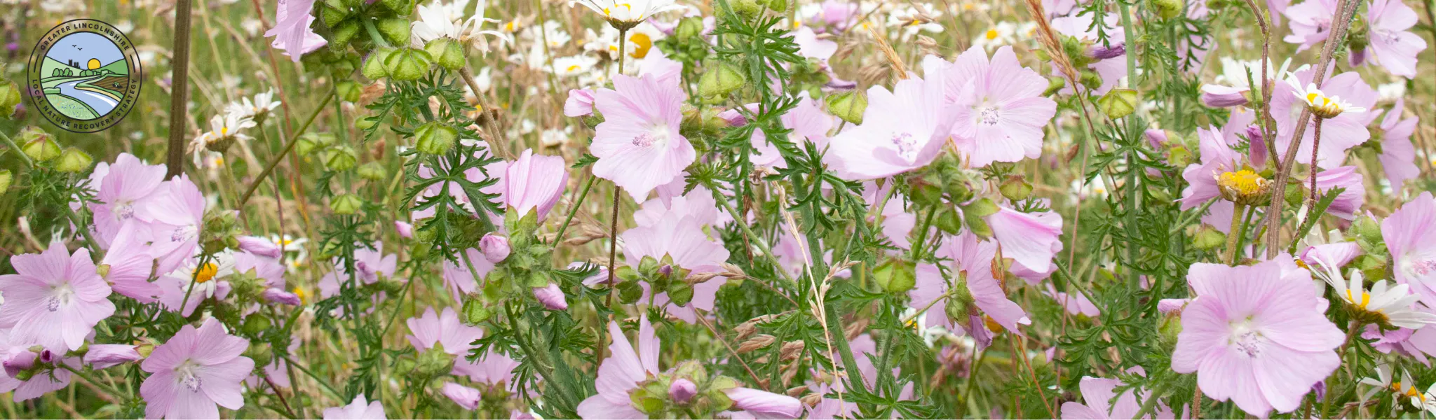 An image of a field with purple wildflowers