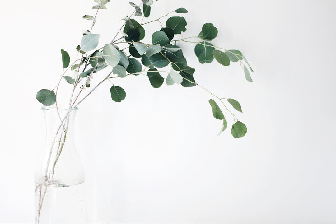 Some eucalyptus leaves stand in a glass vase against a white background