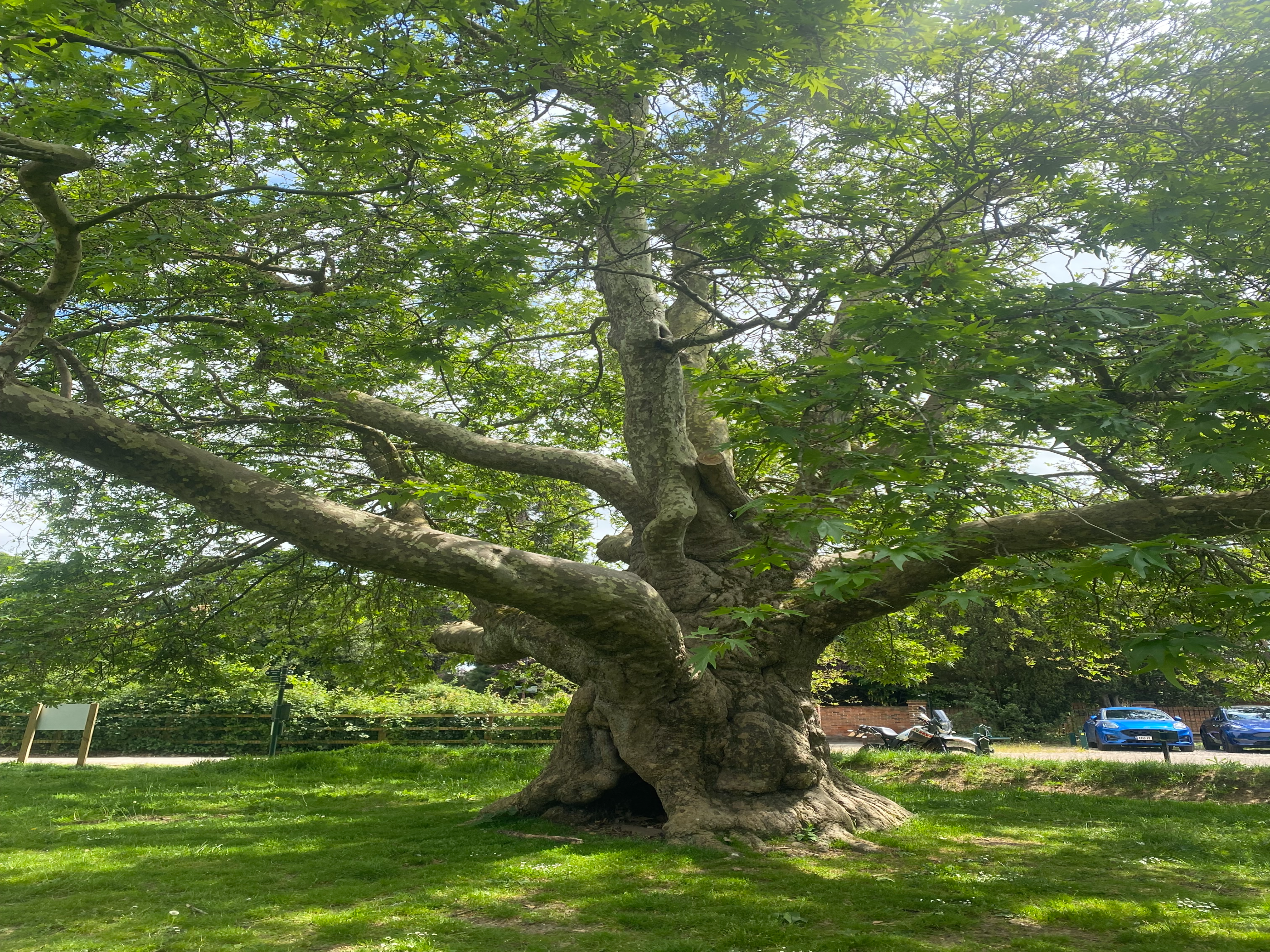 Record Your Ancient and Veteran Trees