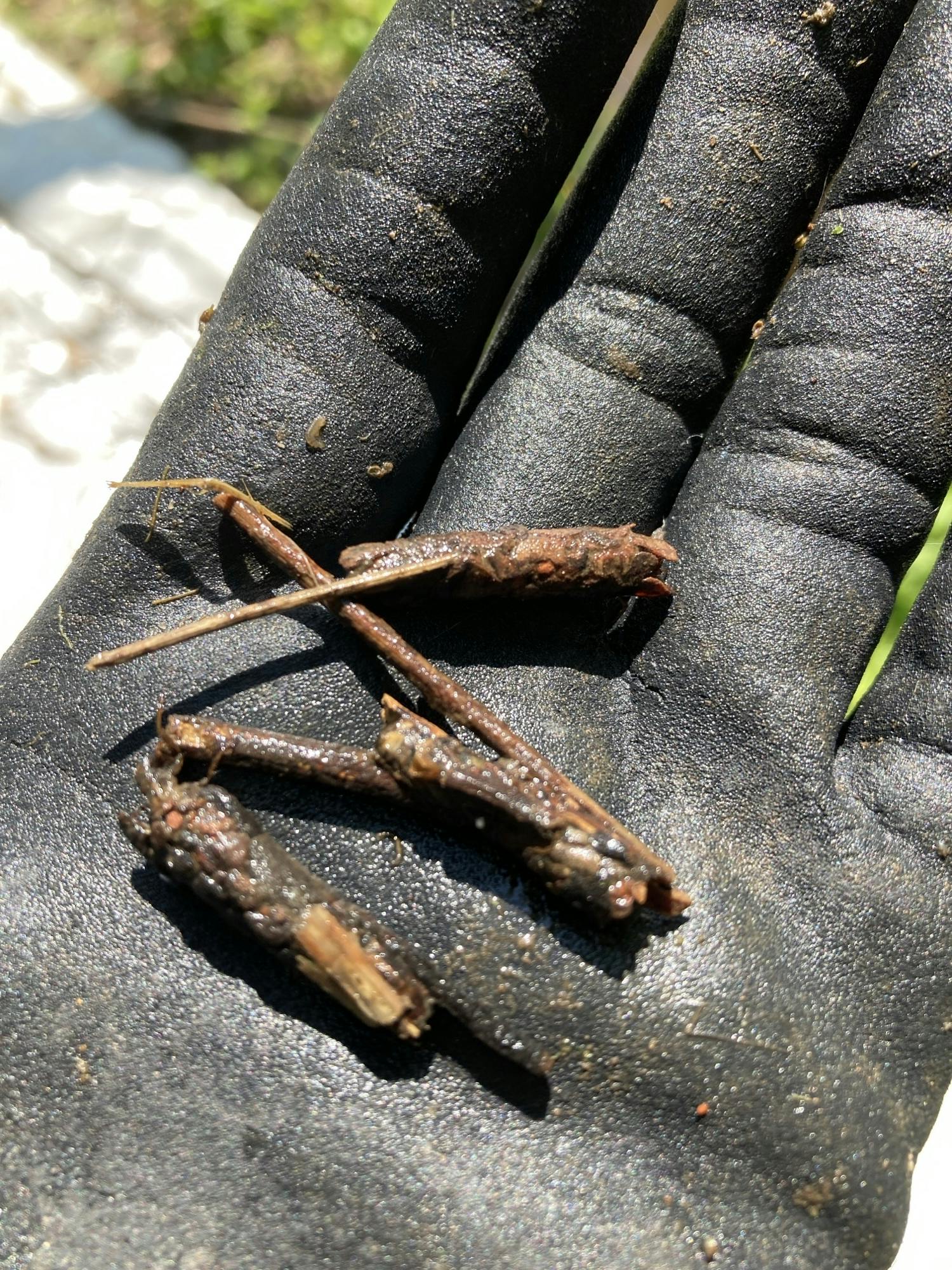 Caddisflies on Baker Lane Brook