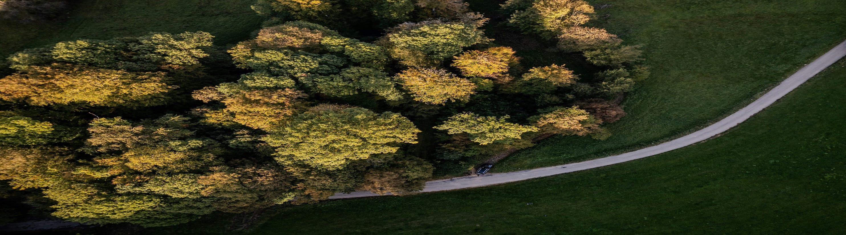 Photo of trees and road from overhead.