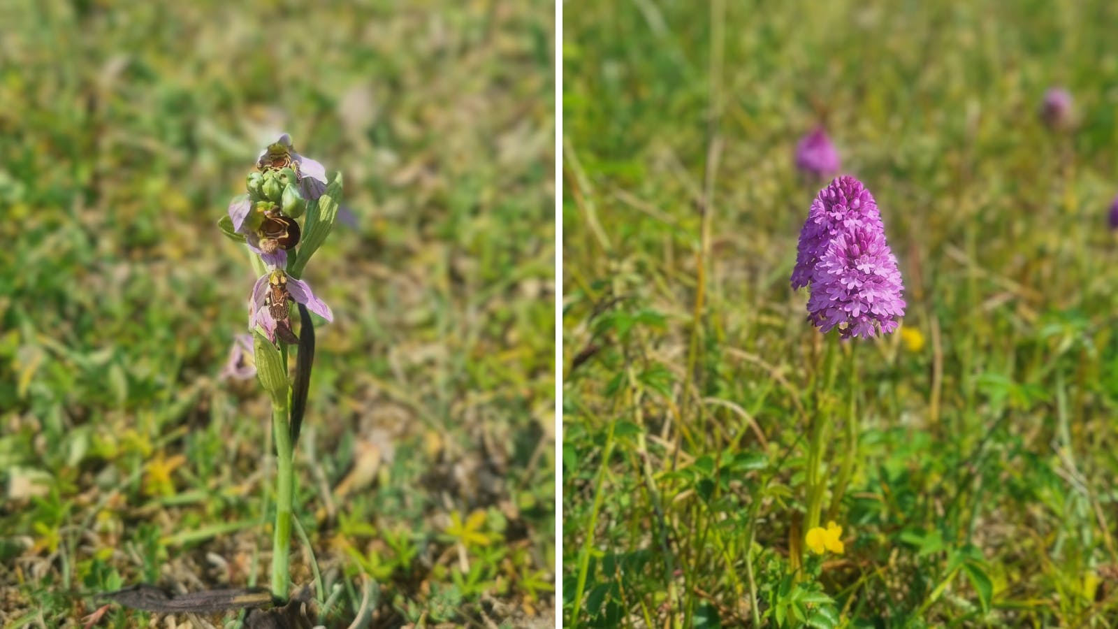 Orchids recorded at Cosmeston Lakes