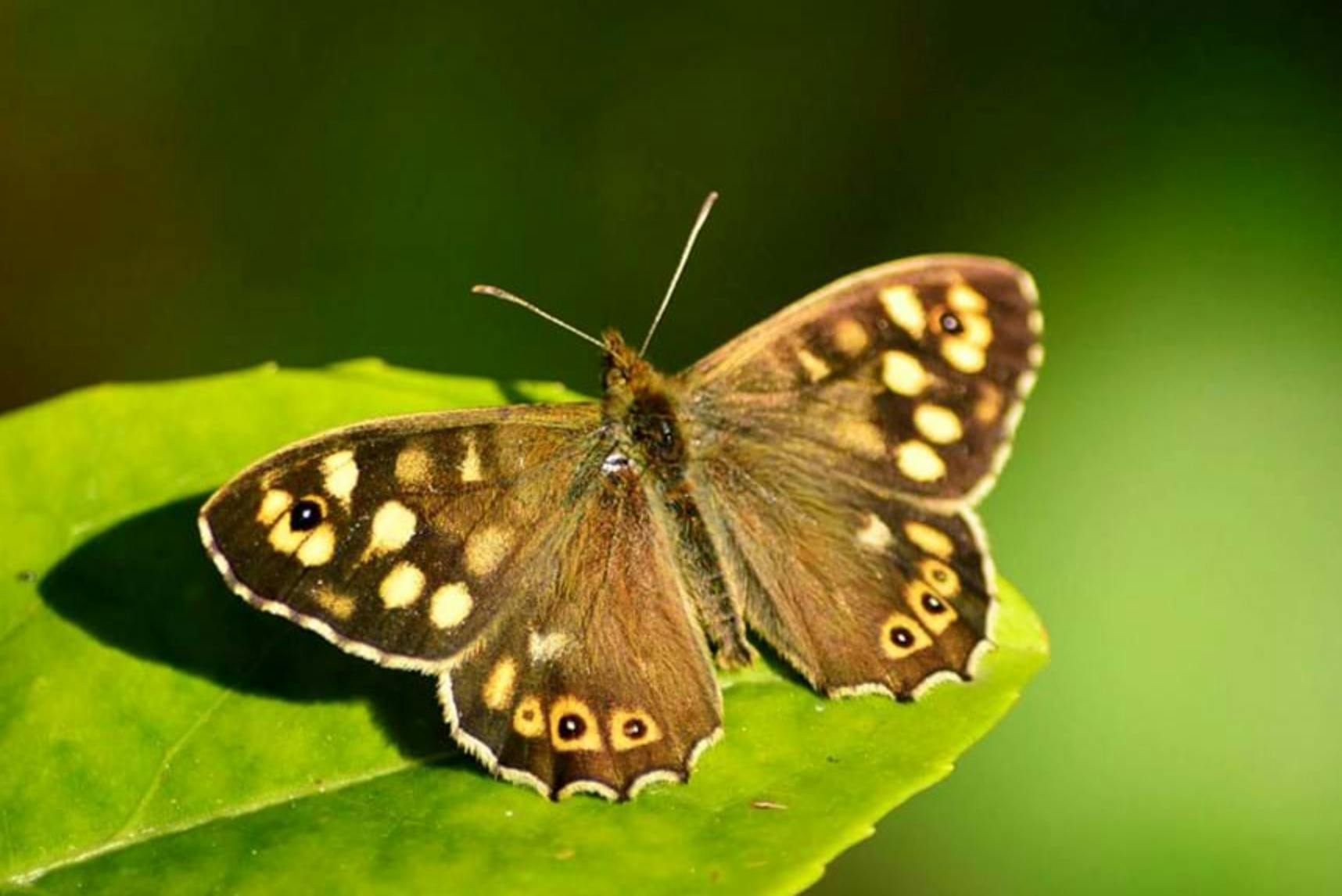 Native Speckled Wood Butterfly commonly found in woodlands