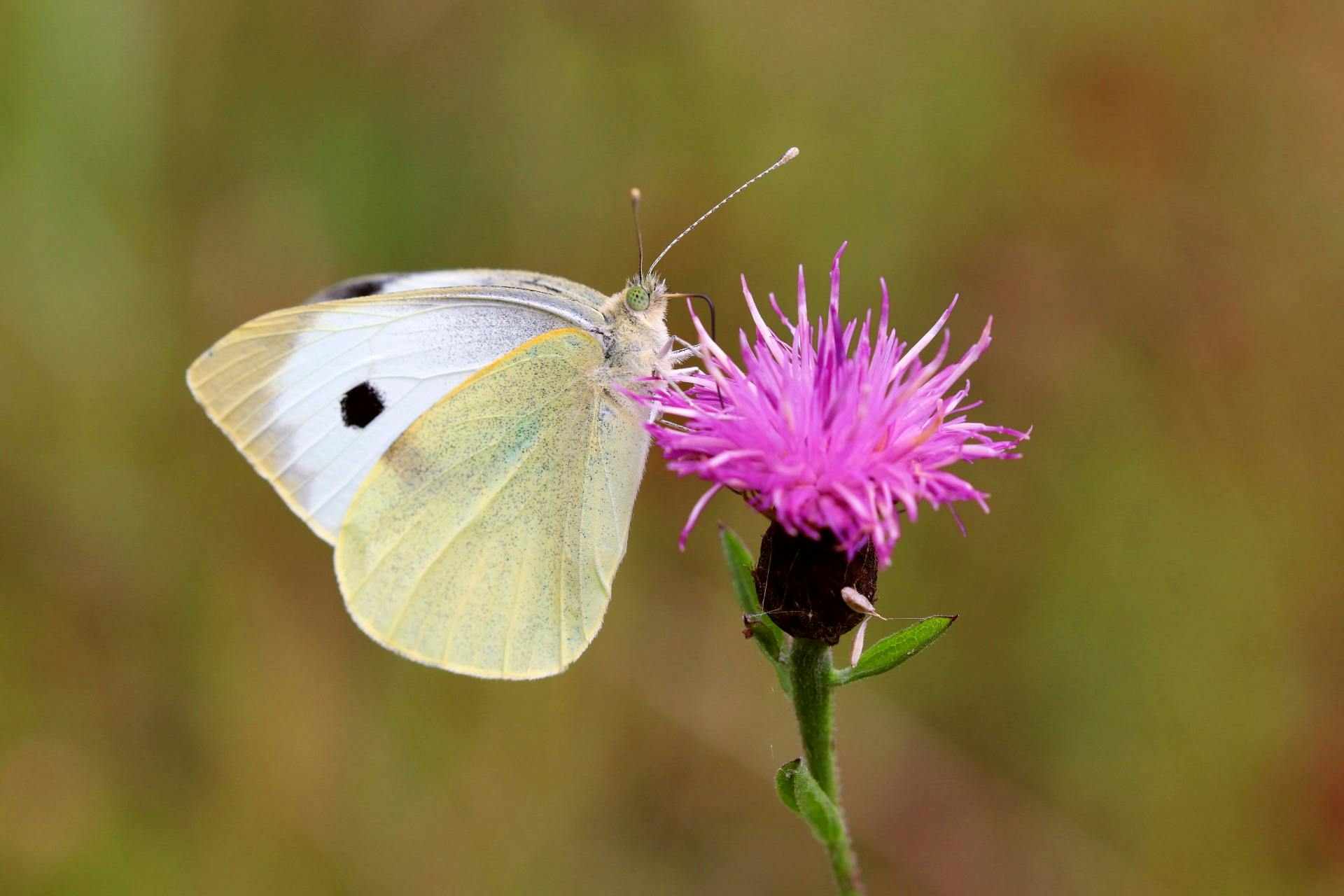 Knapweed White Butterfly.jpg