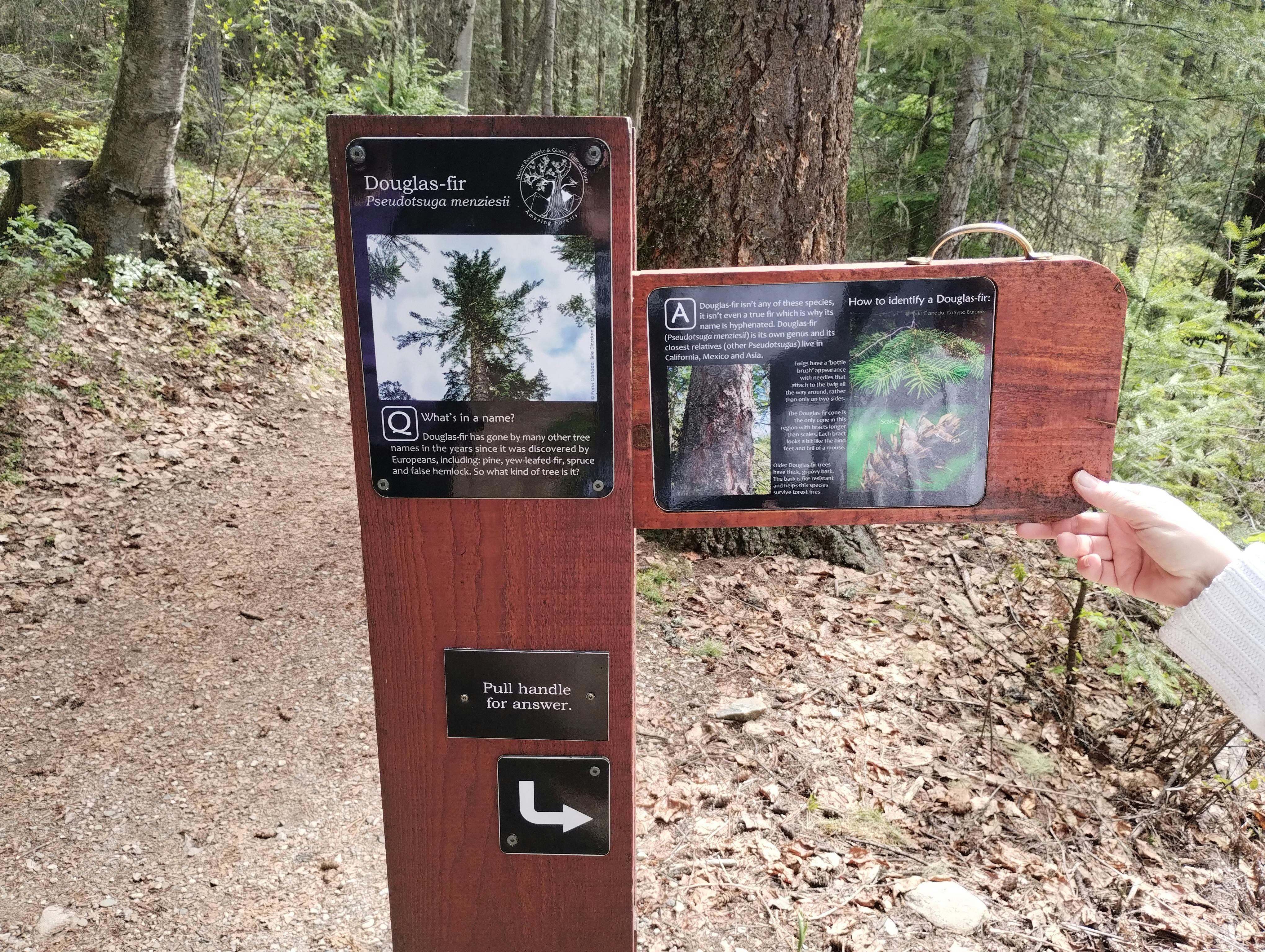 British Columbia forest walk.jpg.jpg