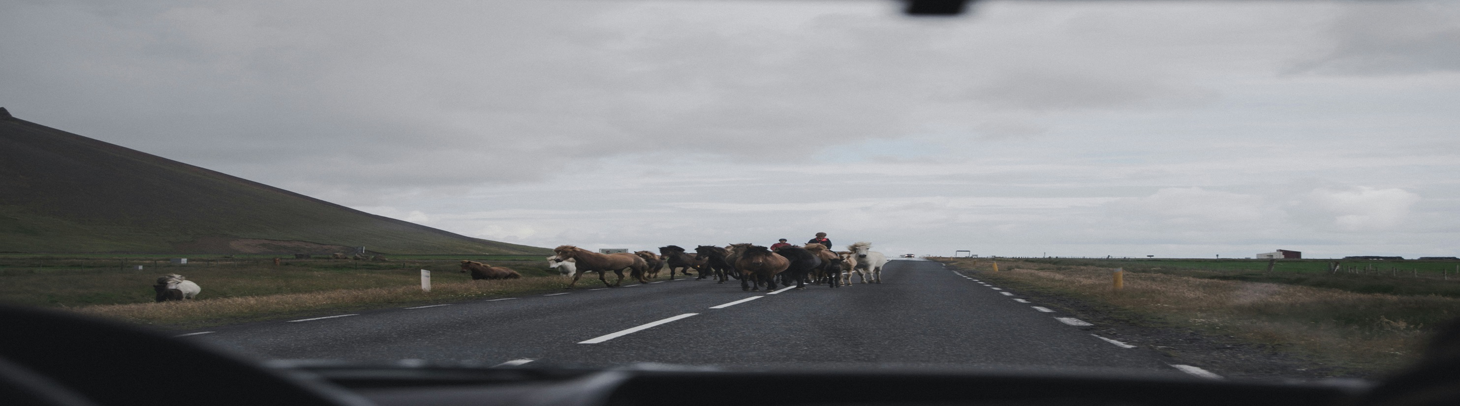 Photo of horses on road.