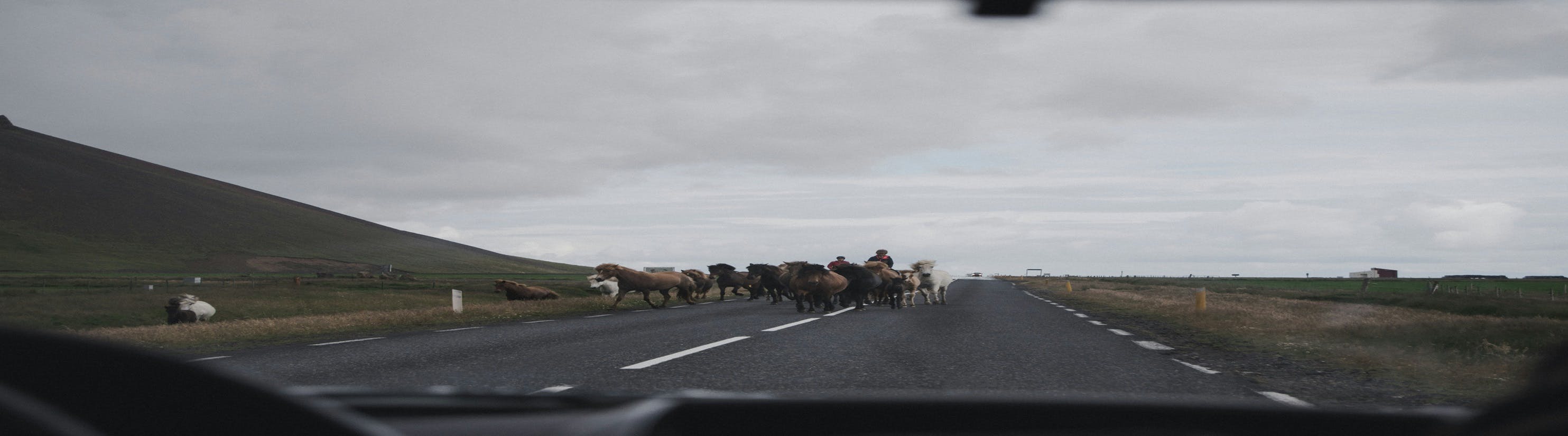 Photo of horses on road.