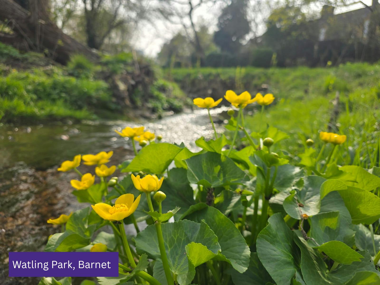 Watling Park Barnet.png