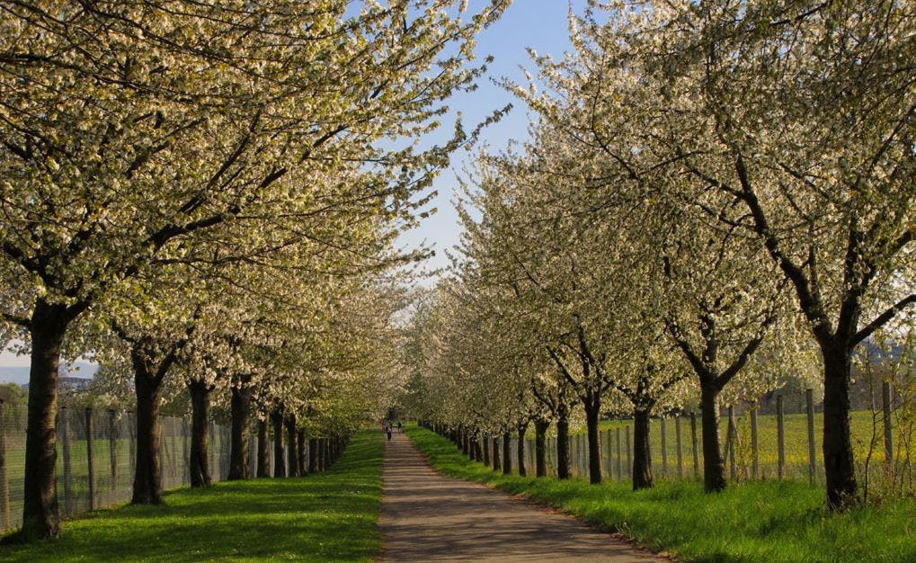 Wild cherry / Prunus avium.JPG