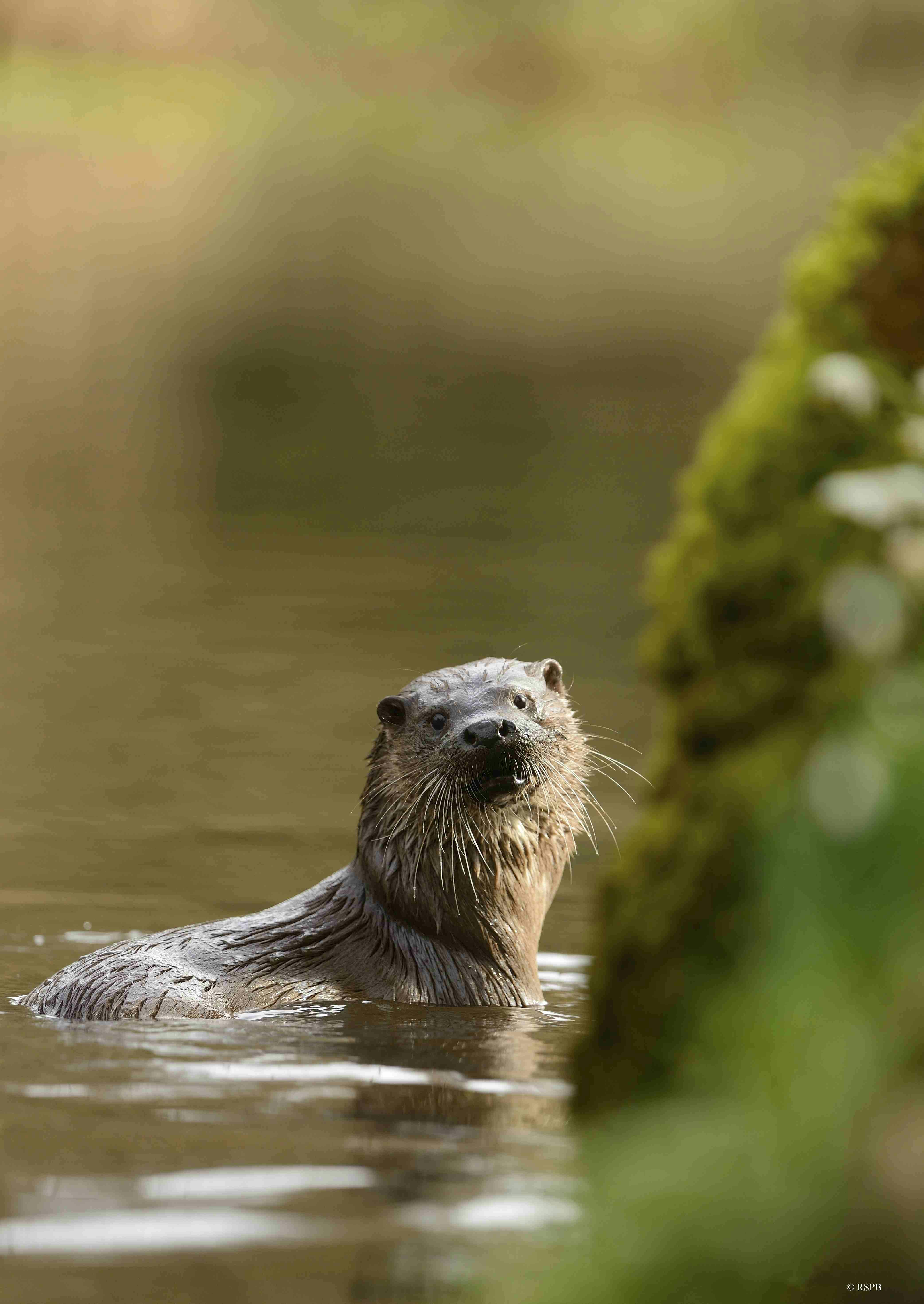 Otter by Kingfisher Barn