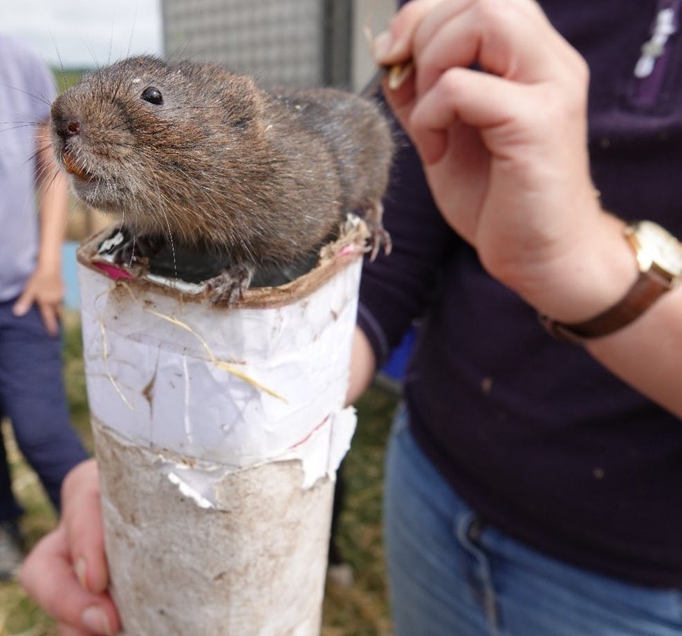 dc62c86321849aebf1f2e2e90b46ad50_watervole2.jpg