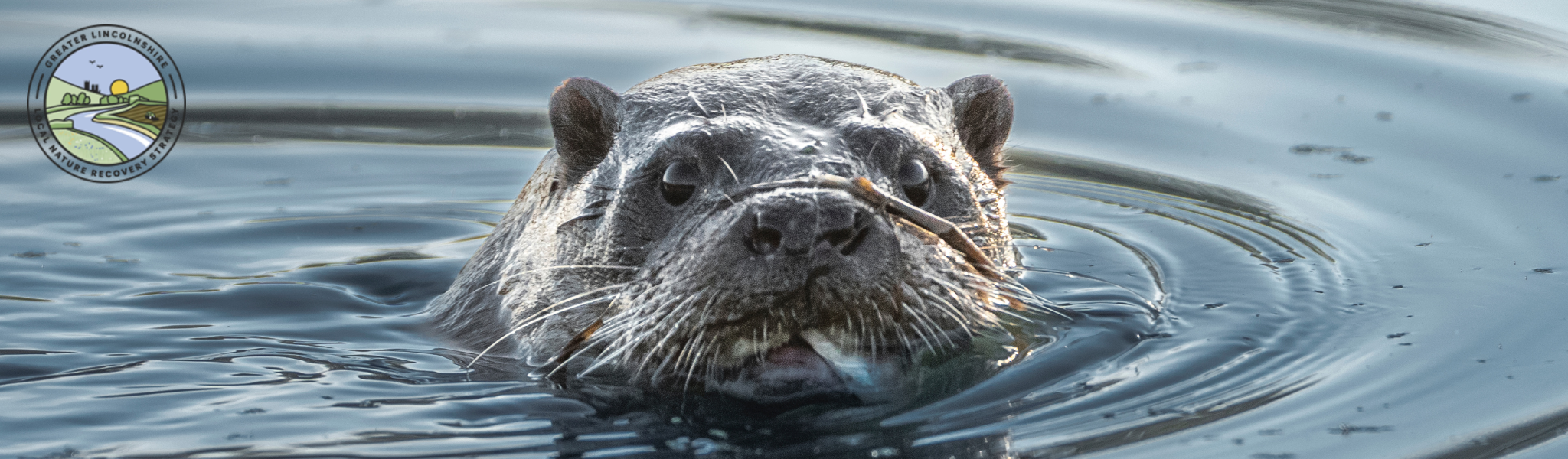 An otter in water with Greater Lincolnshire Local Nature Recovery Strategy logo