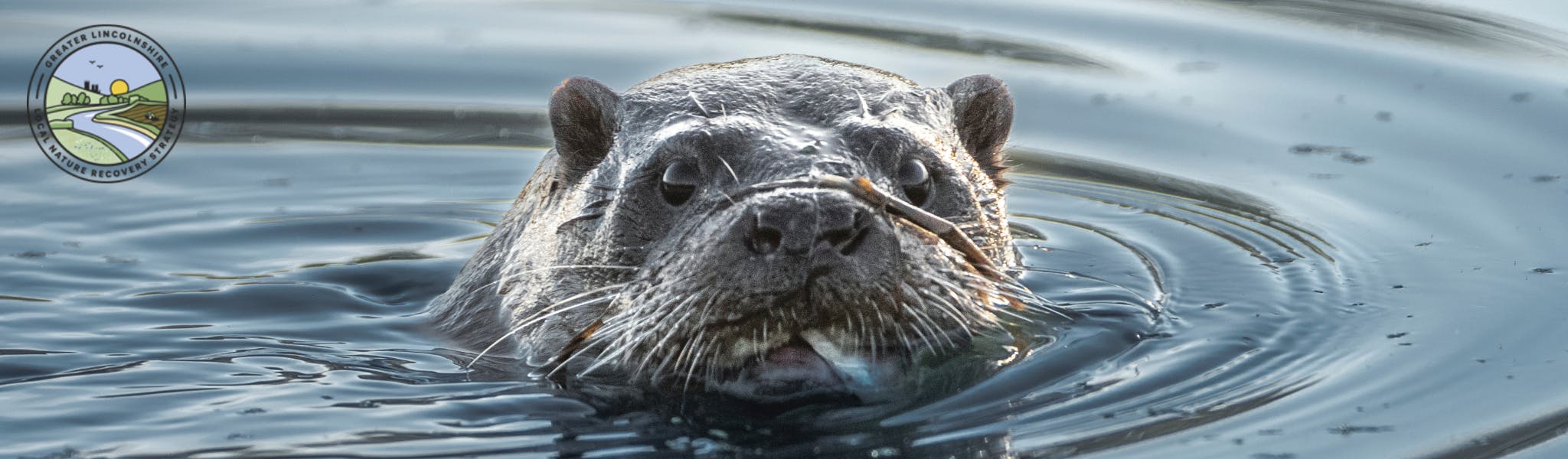 An otter in water with Greater Lincolnshire Local Nature Recovery Strategy logo