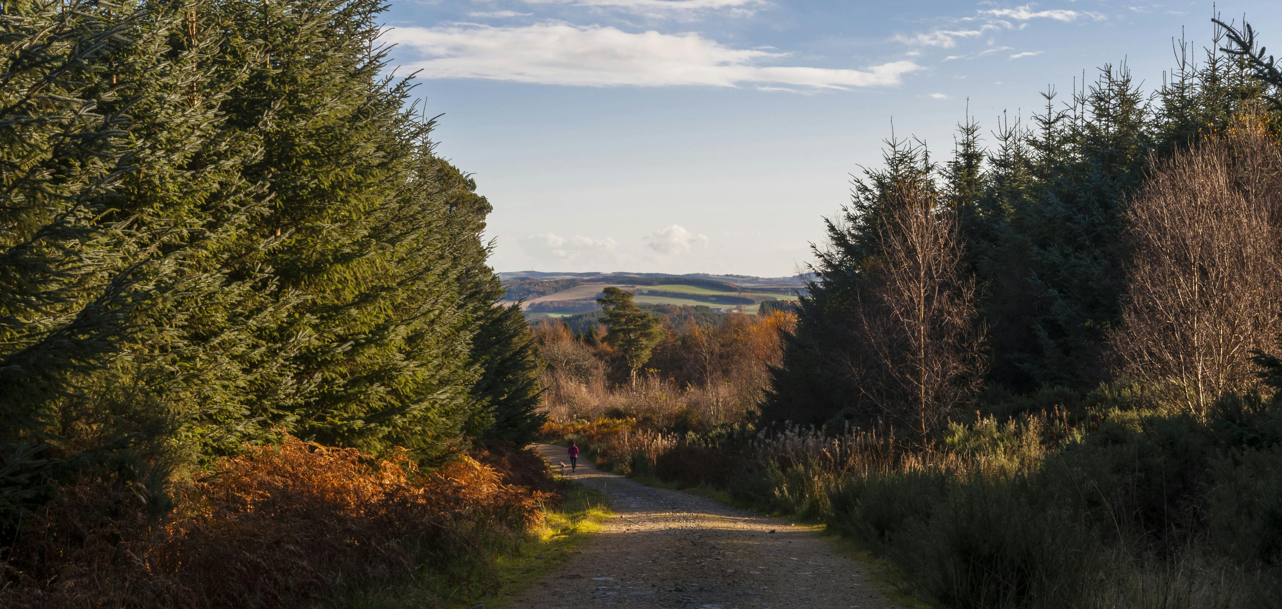 Forest woodlands and trees