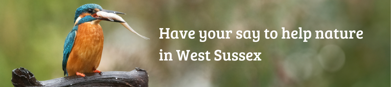 Kingfisher with Have your say on your Local Nature Recovery Strategy 