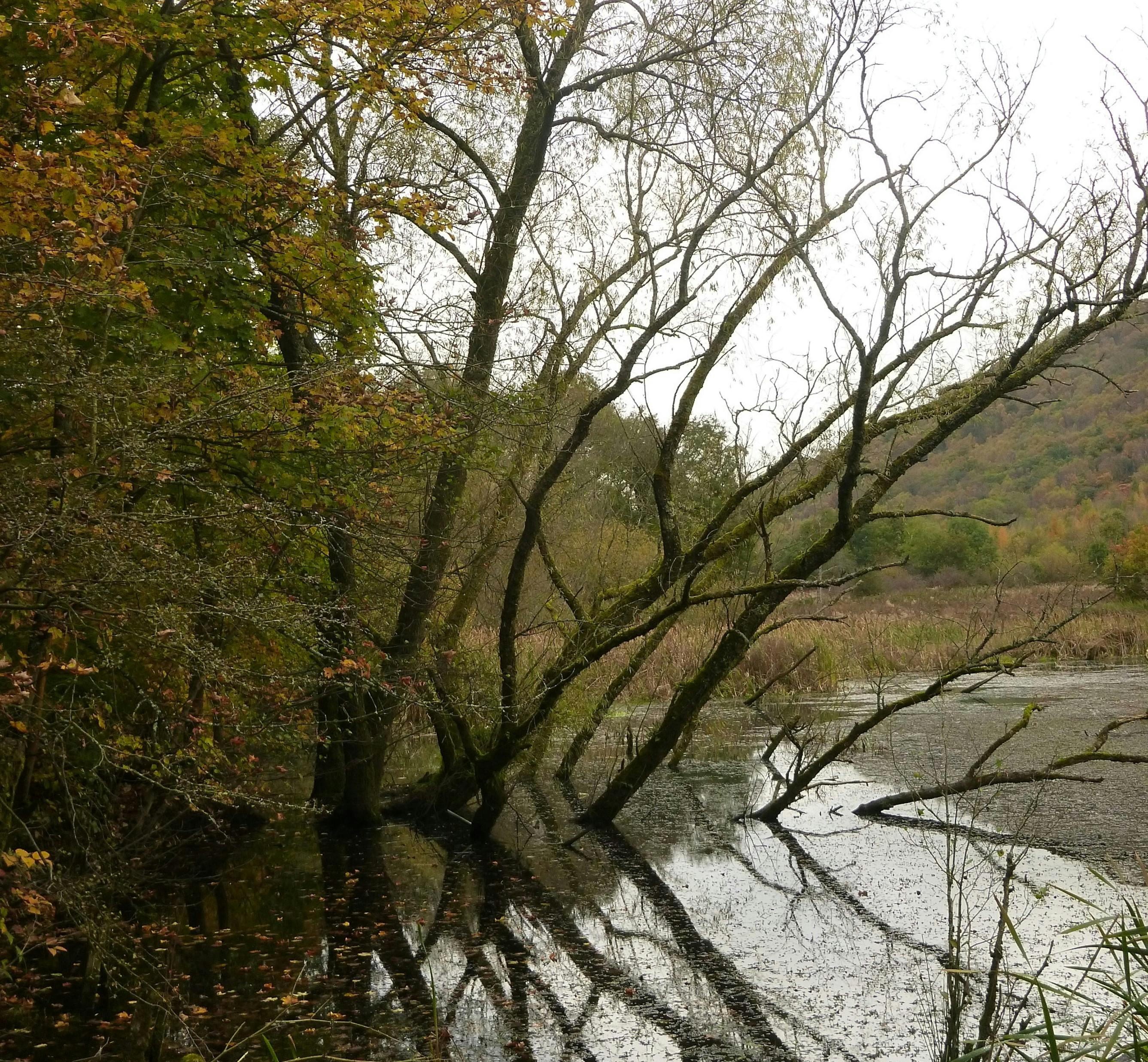 Mae coed sydd wedi marw yn gynefin pwysig i fywyd gwyllt