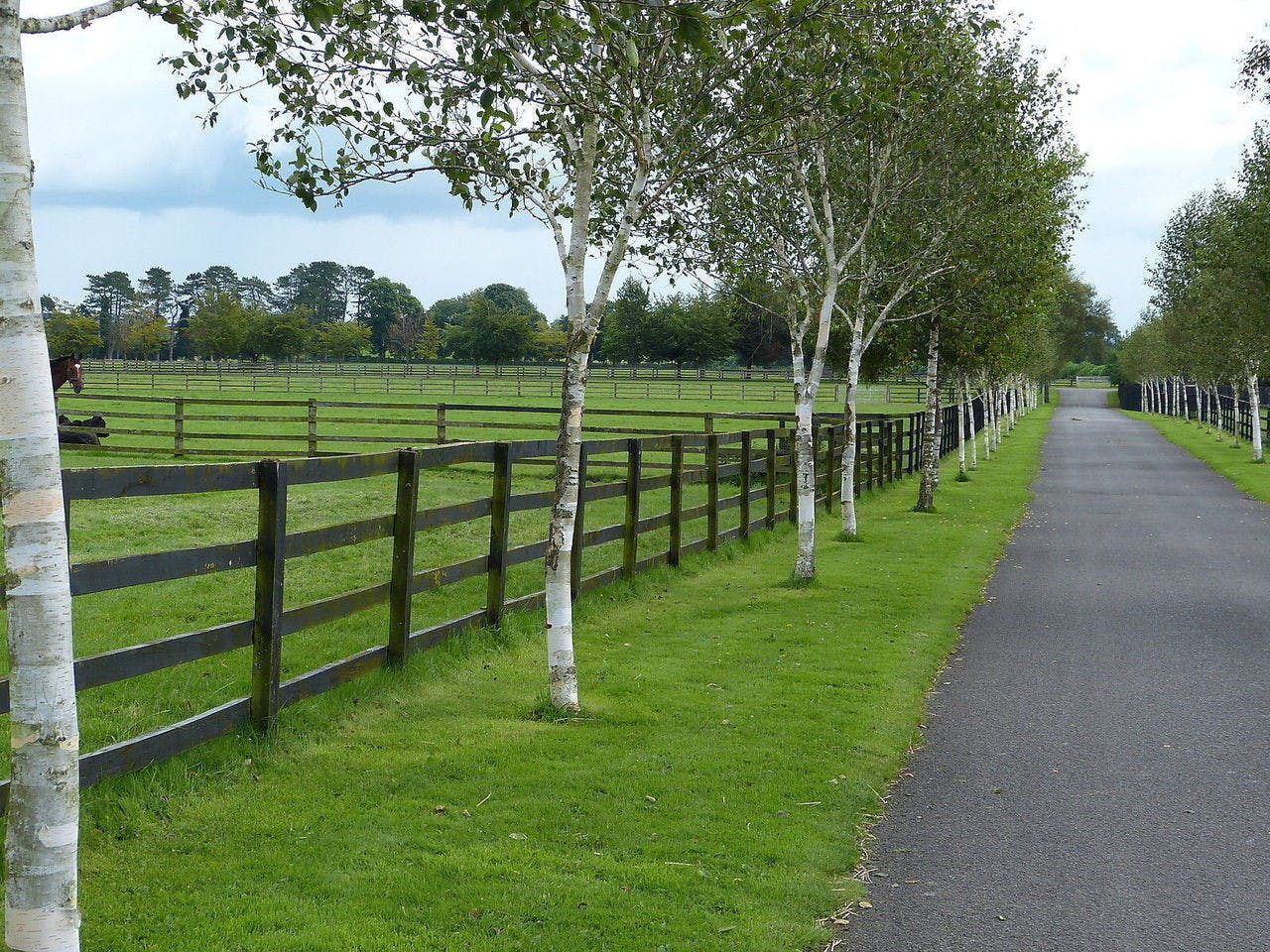 Silver birch / Betula pendula.jpg