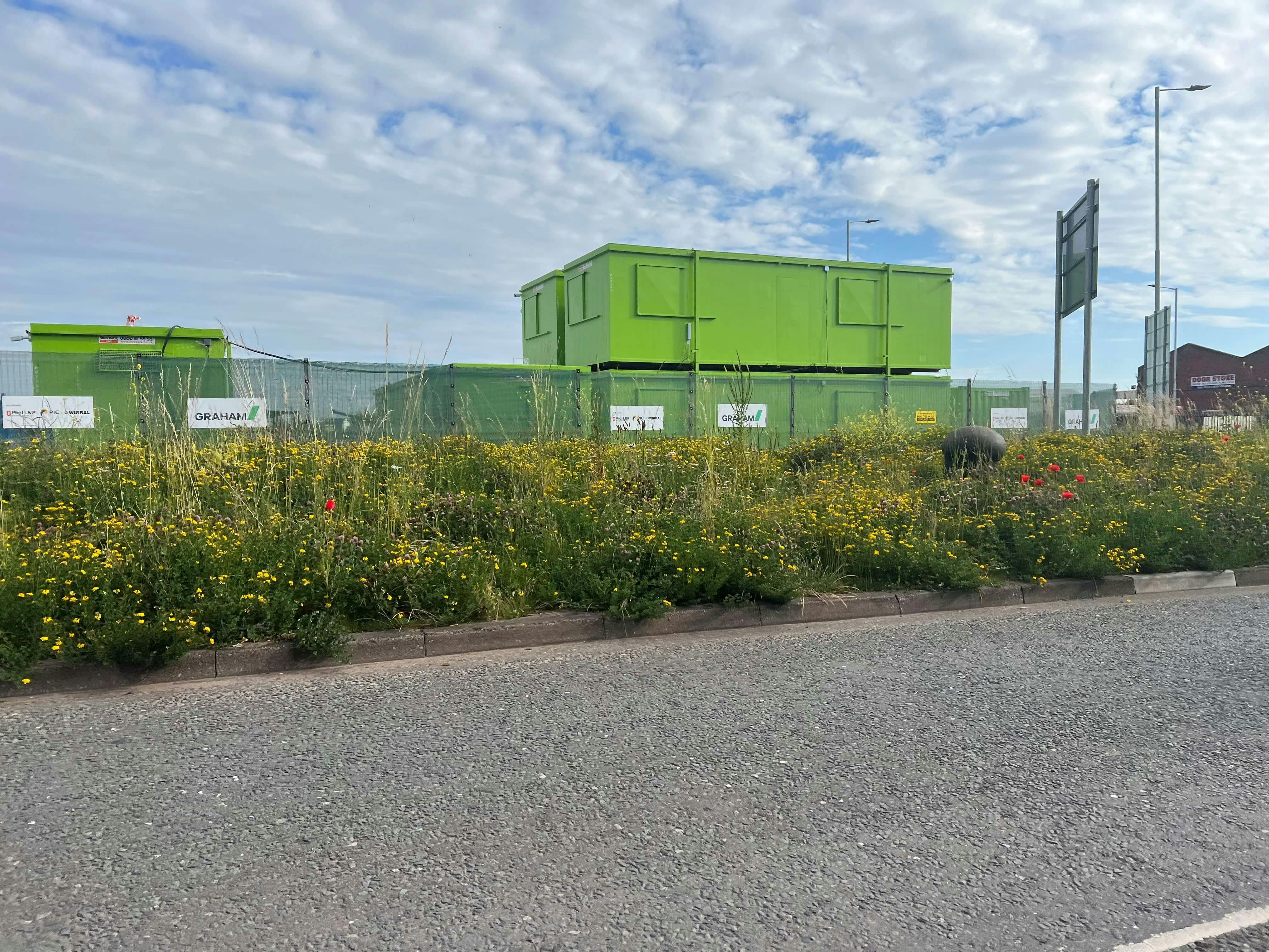 Wildflower grass verge