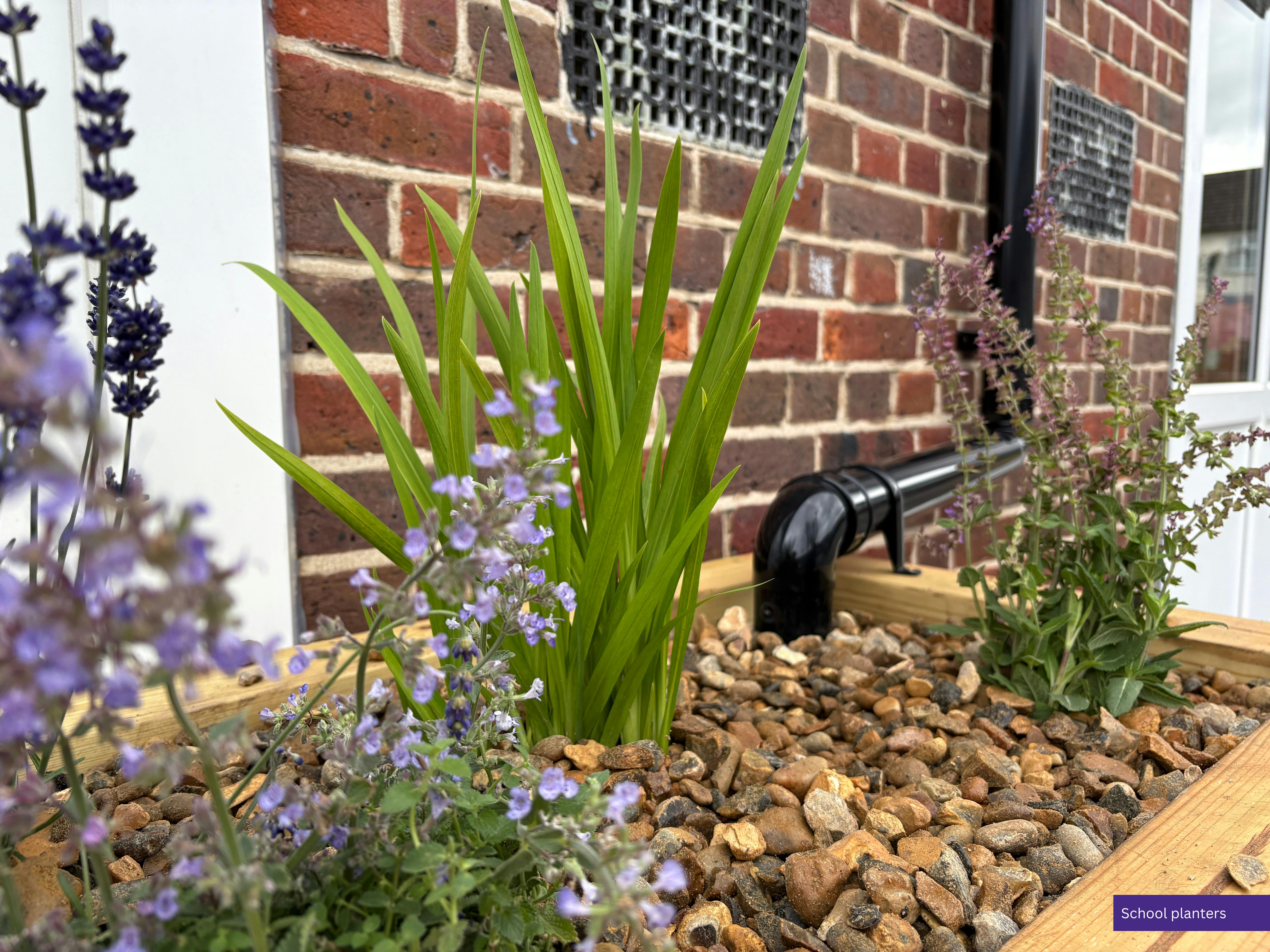 School planters.png