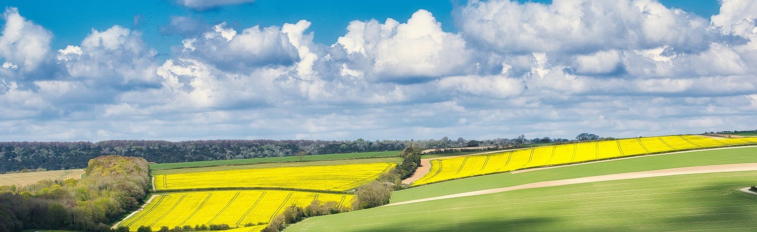 Rolling fields of yellow rape and green grass separated by hedgerows