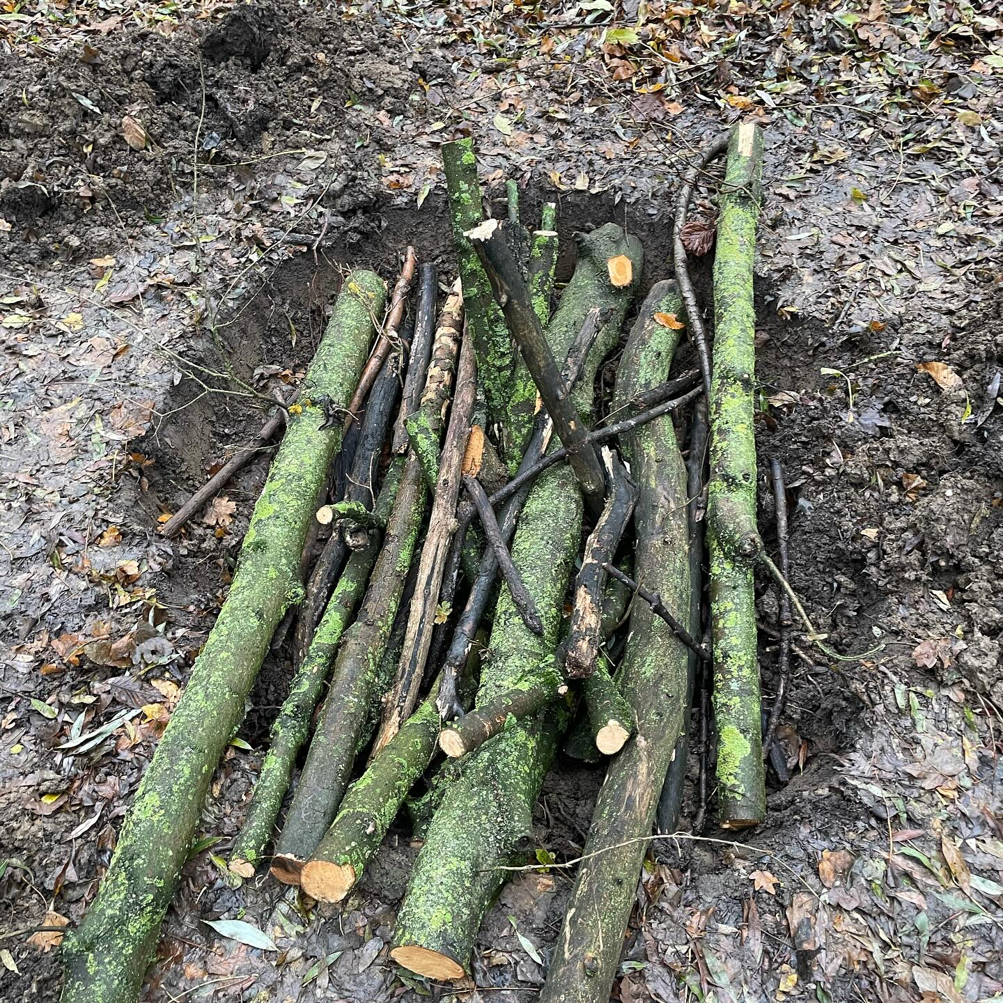 Stag Beetle Log Piles