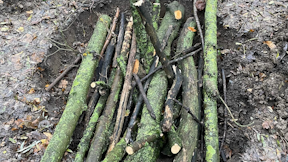 Stag Beetle Log Piles