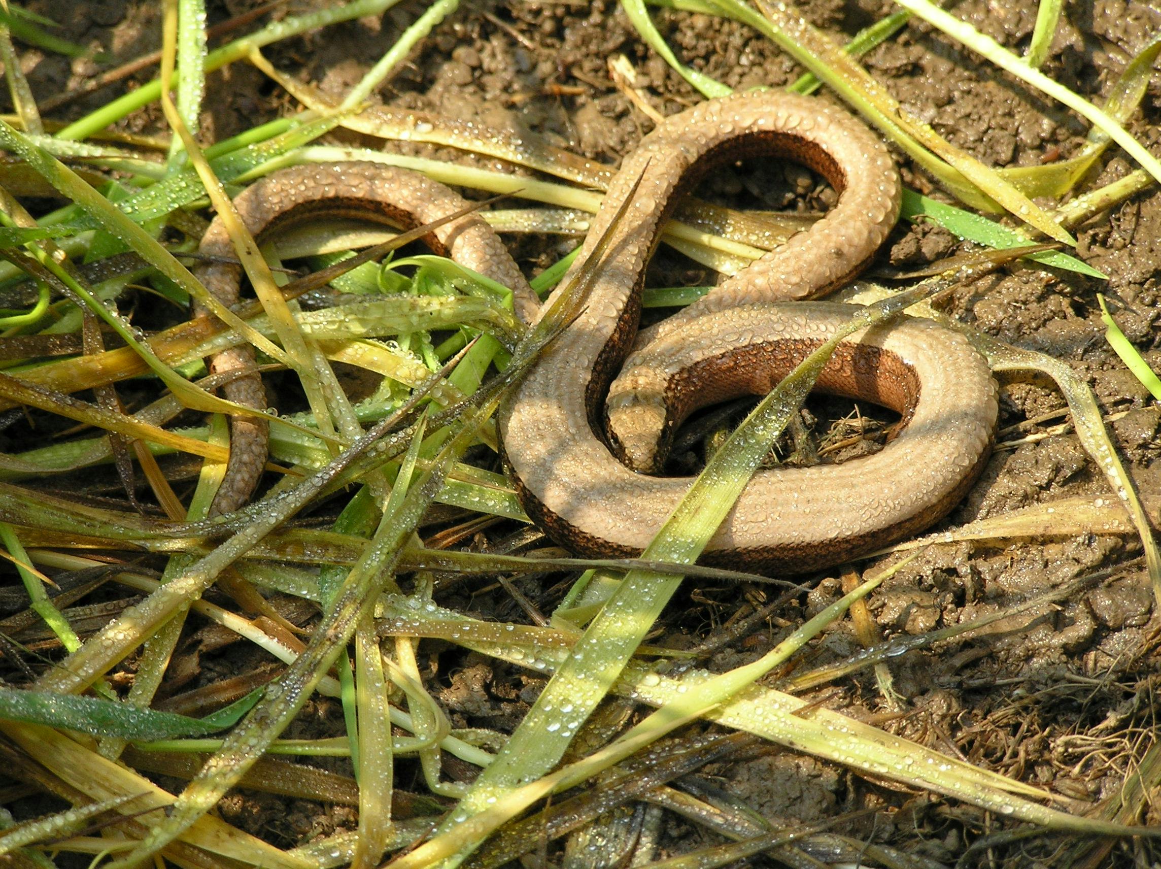 A Slow Worm 