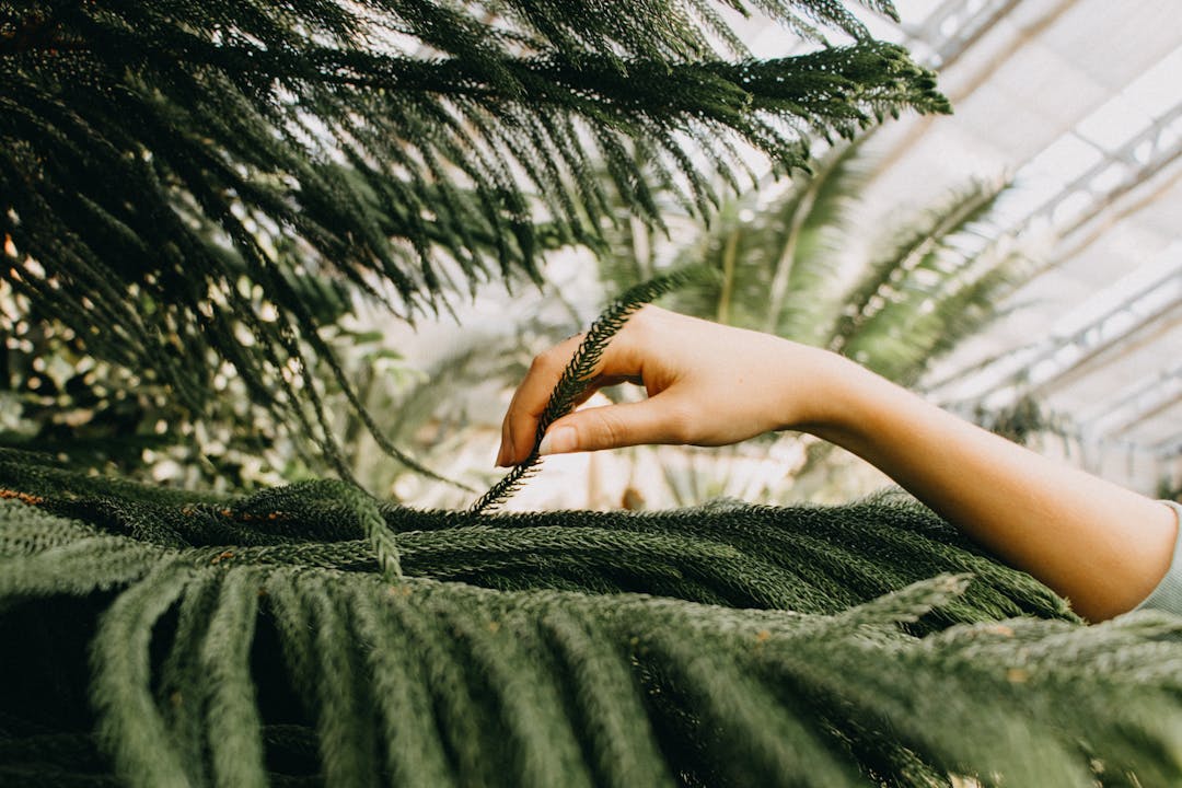 A hand is reaching out to stroke a strand of tree fern