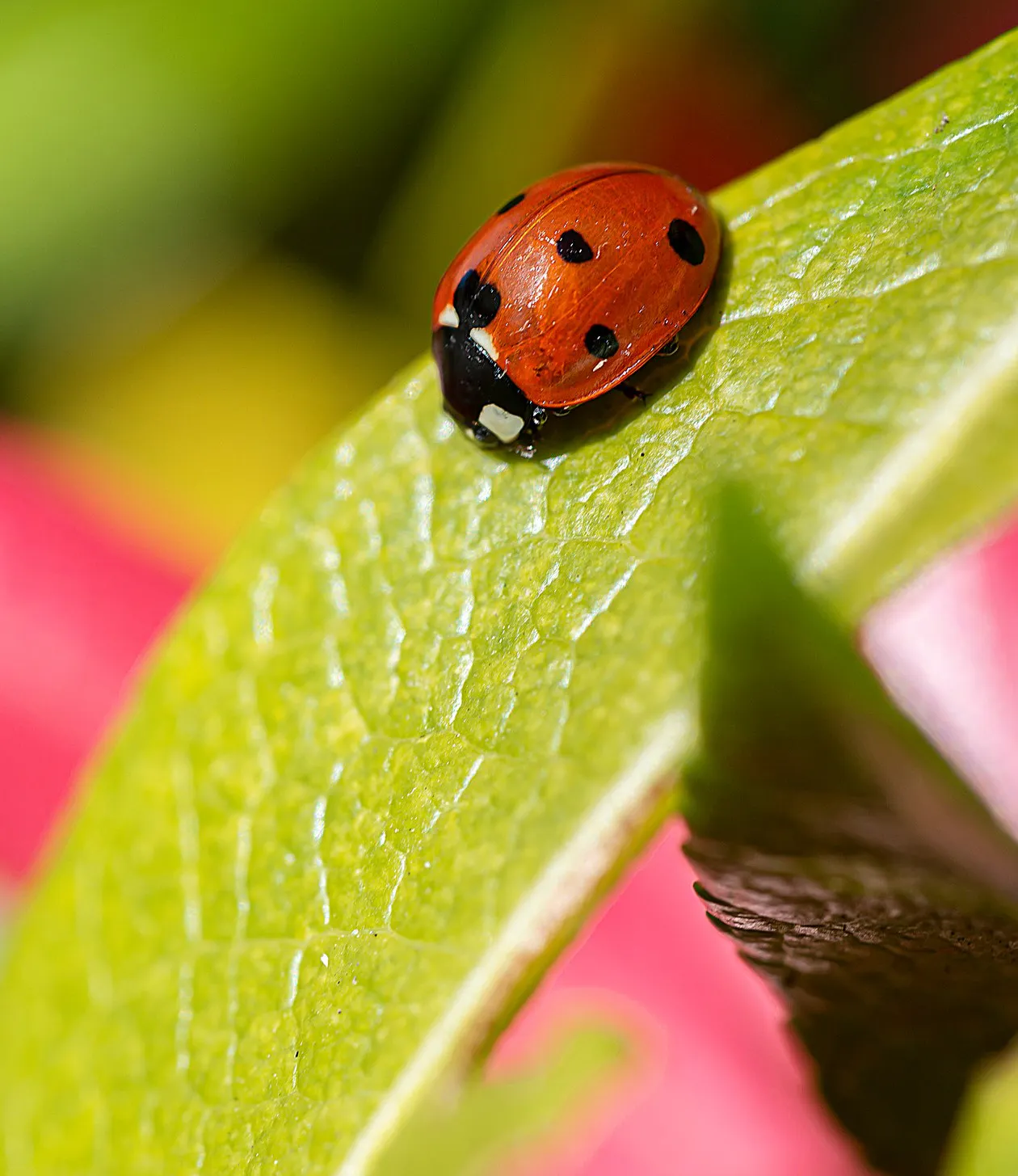 Team member, Natural Environment Team