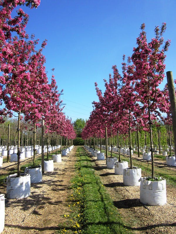 Rudolph Ornamental Apple (Malus Rudolph) © Barcham Trees PLC