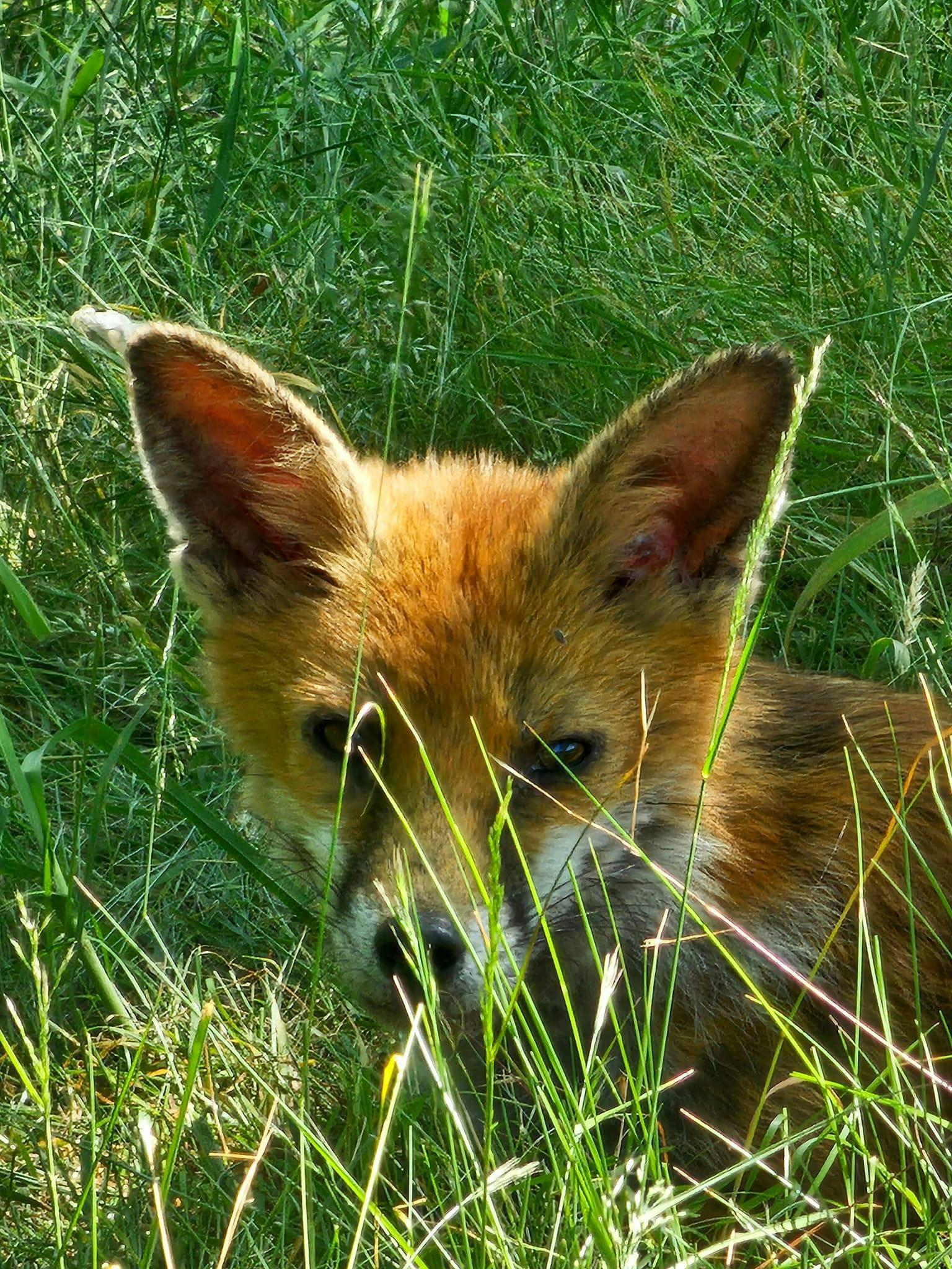 Fox (Vulpes Vulpes)- Hounslow Heath (cred Andy Peake.jpg