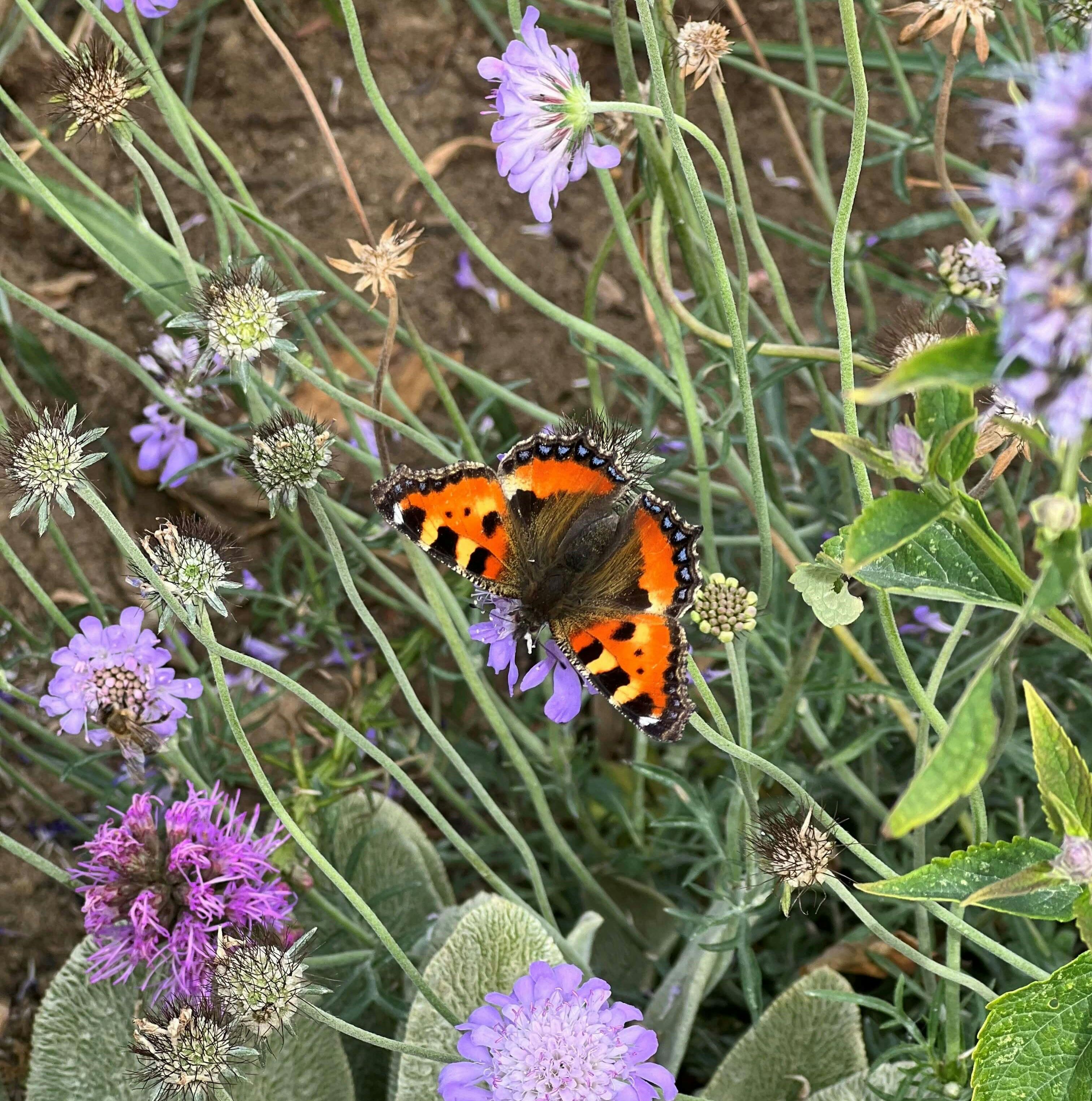 Photo of butterfly on a wildflower