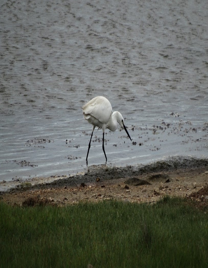 Strategy Engagement | Hurst Spit to Lymington Strategy