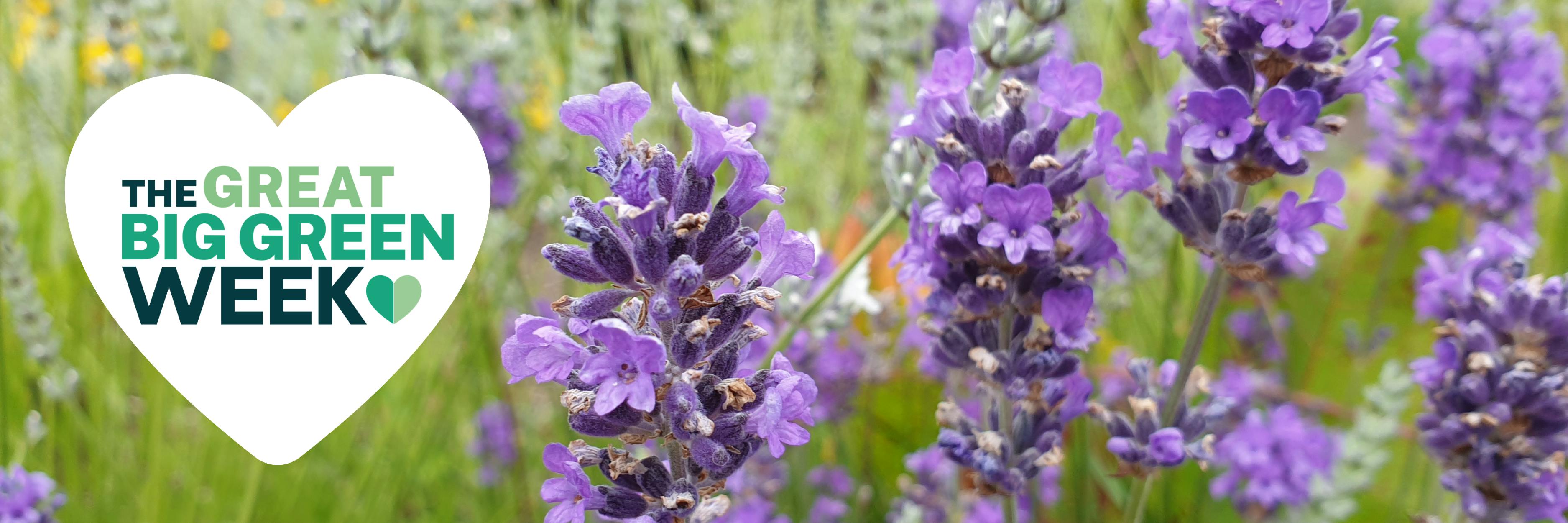 Image shows lavender and a heart shape with text inside that reads: 'The Great Big Green Week' 