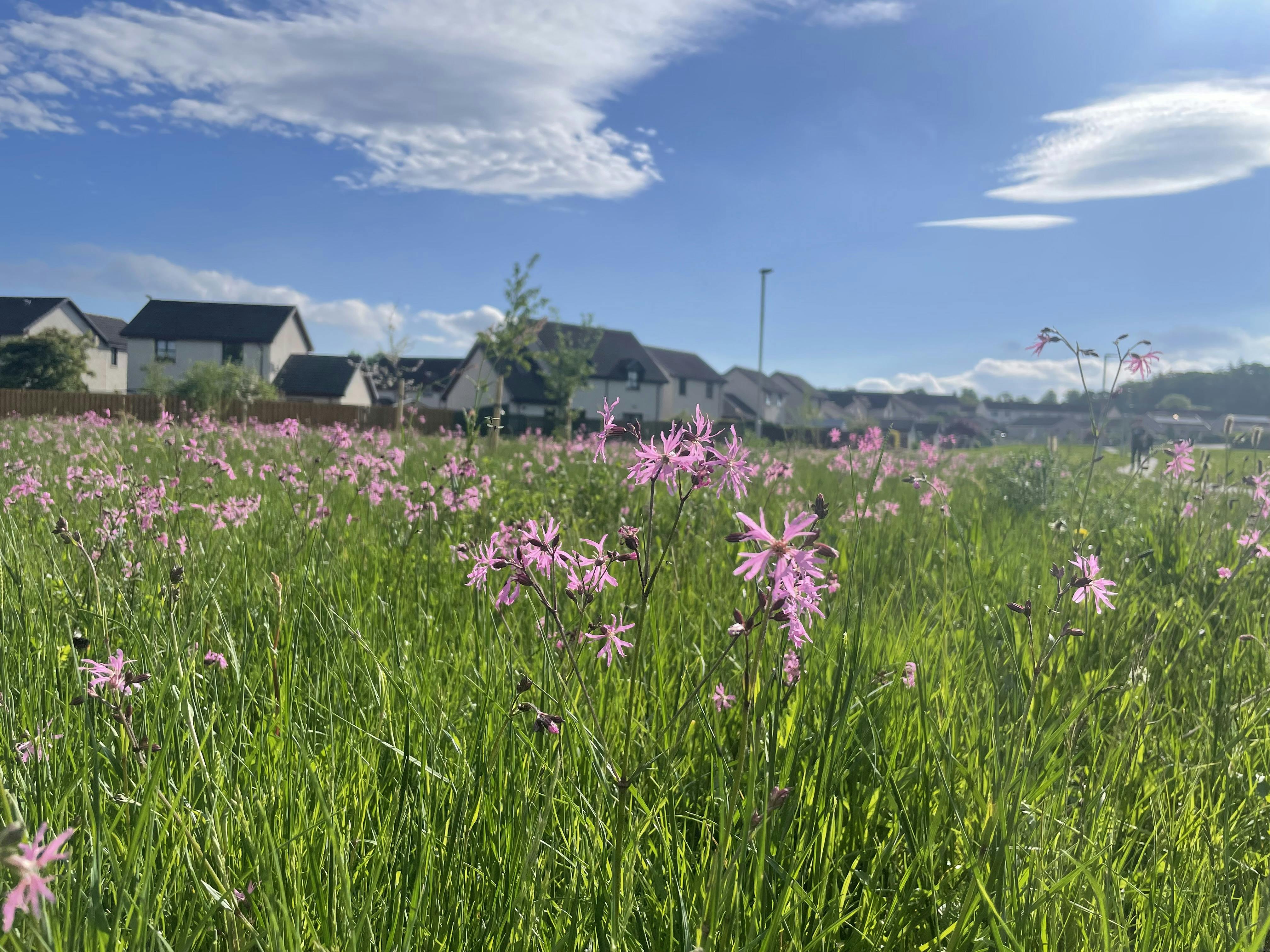 Mannachie Park wildflower turf 