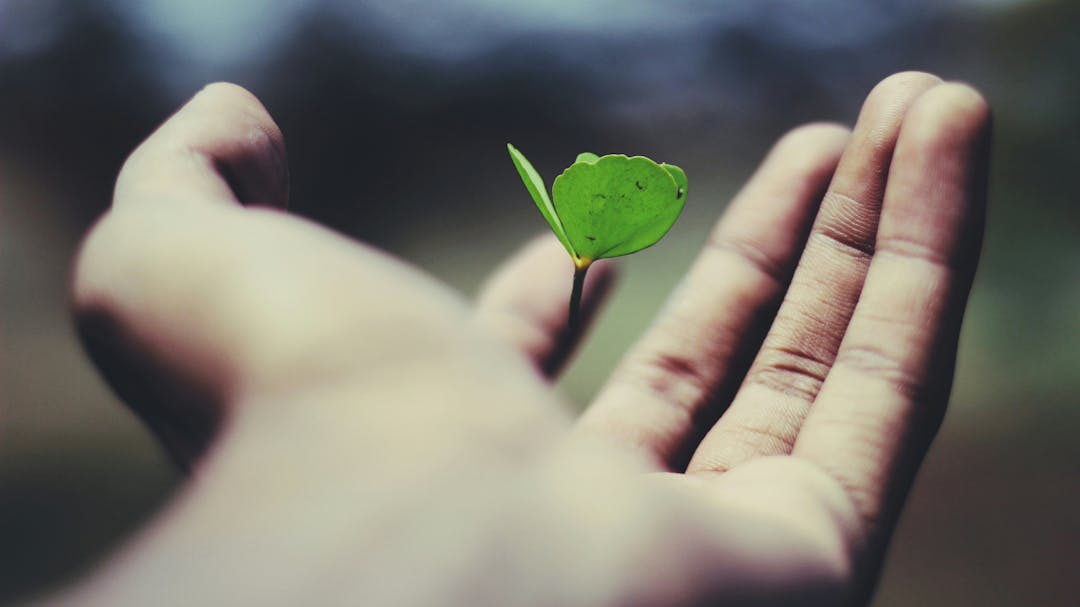 A plant growing from the palm of a left hand