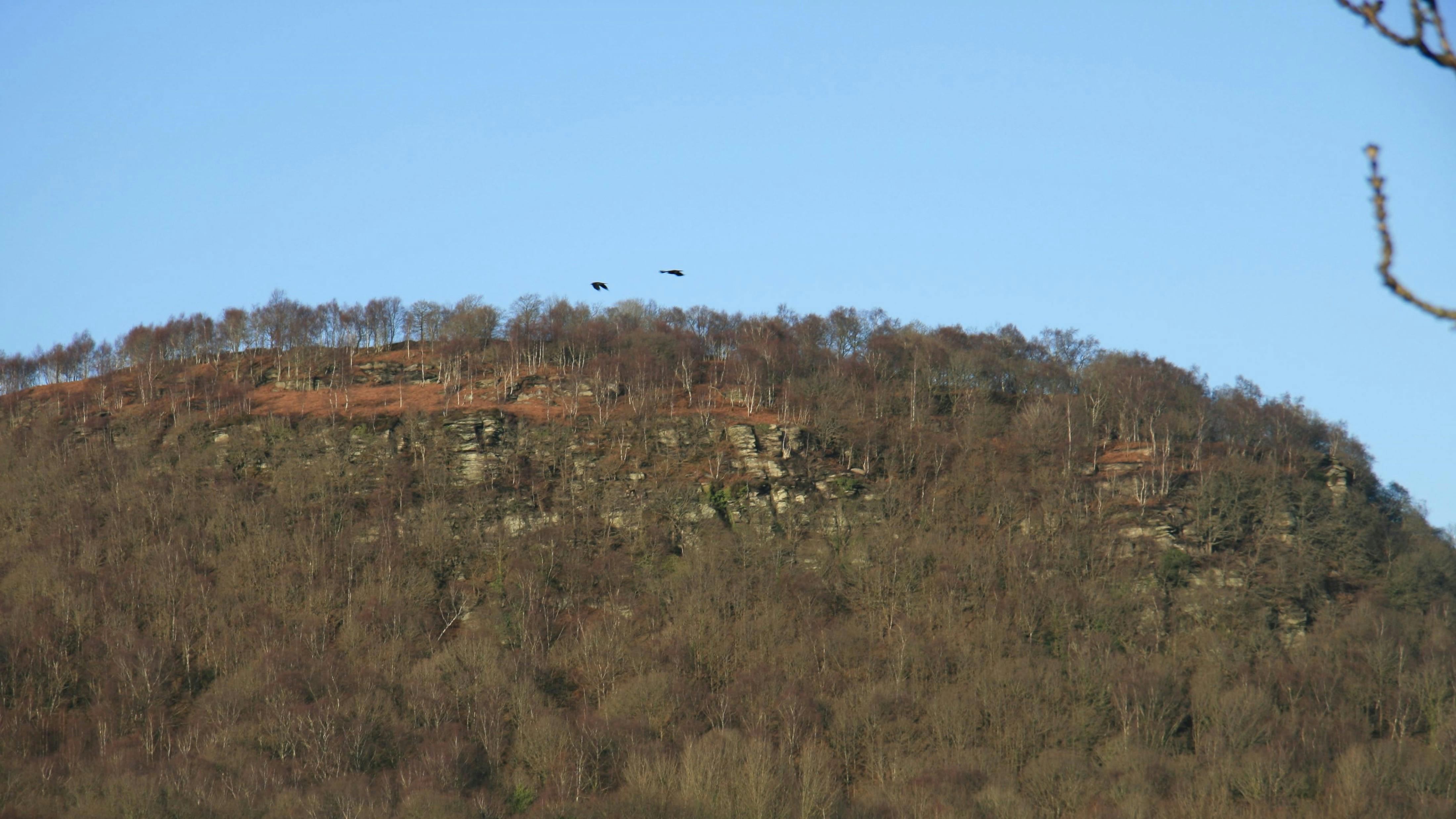 Individual trees grow old and die, young trees take their place. Over time the woodland becomes more diverse and supports more and more wildlife