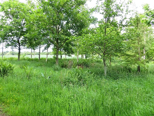 Example of a young woodland establishing
